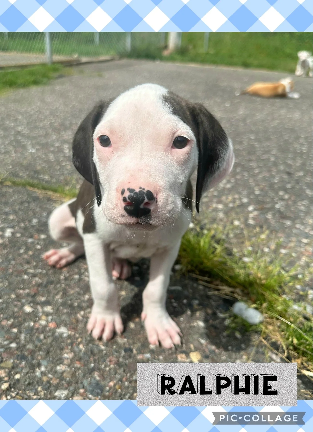 Mixed Breed Puppies — Northwoods Animal Shelter Iron River Michigan