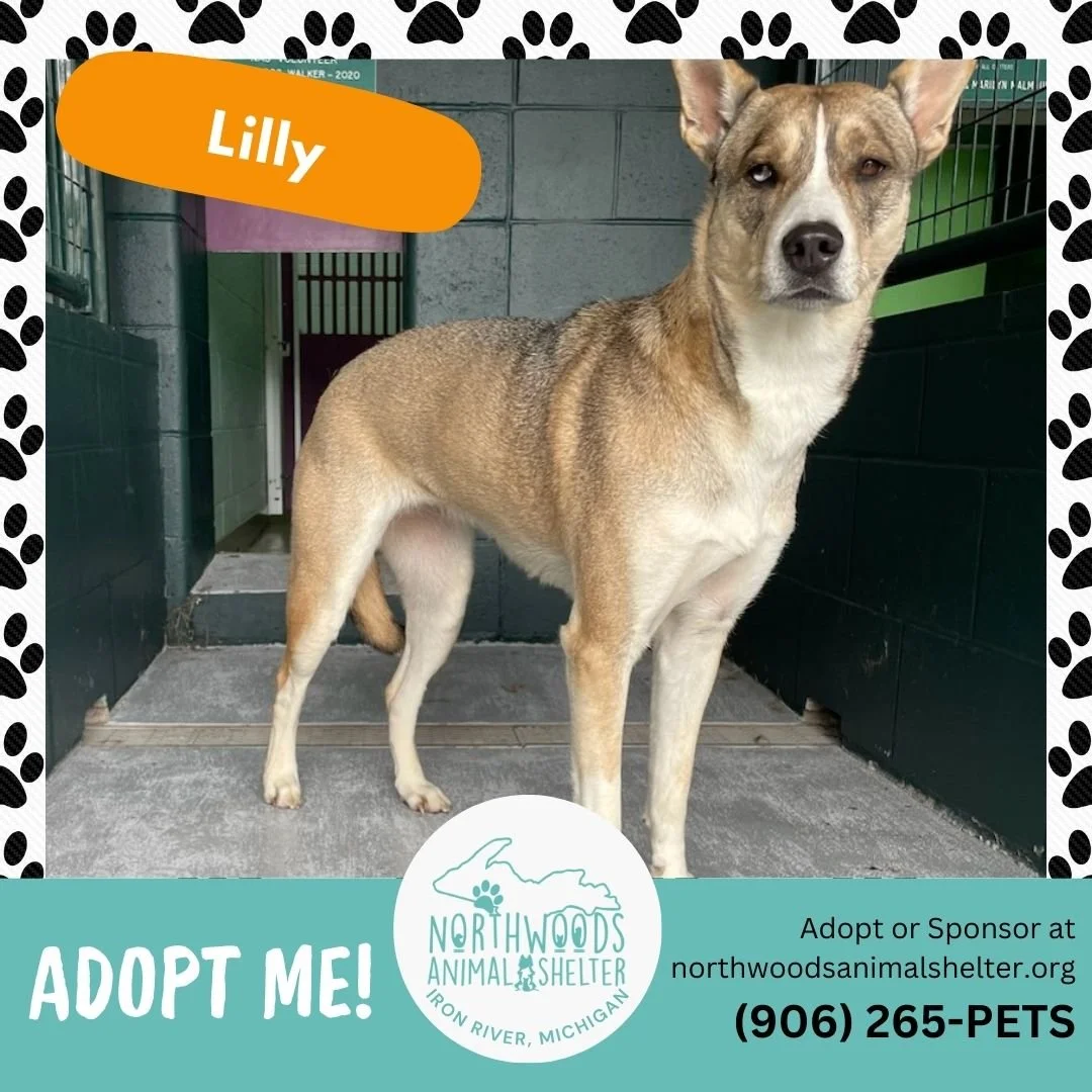 Lilly — Northwoods Animal Shelter Iron River Michigan