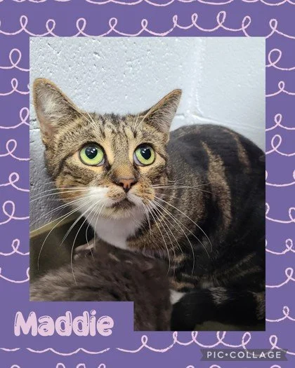 catmaddie.jpg