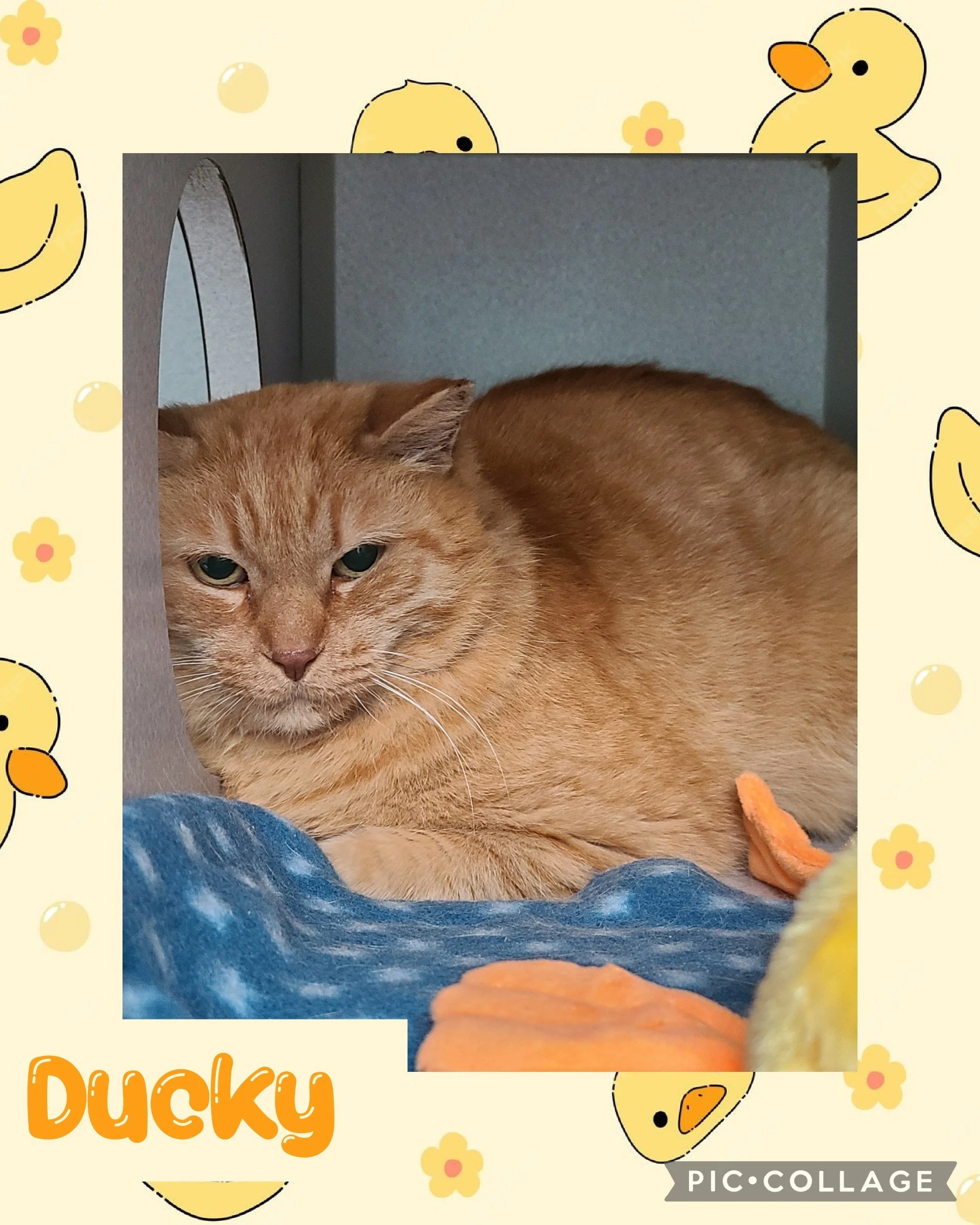 catducky.jpg