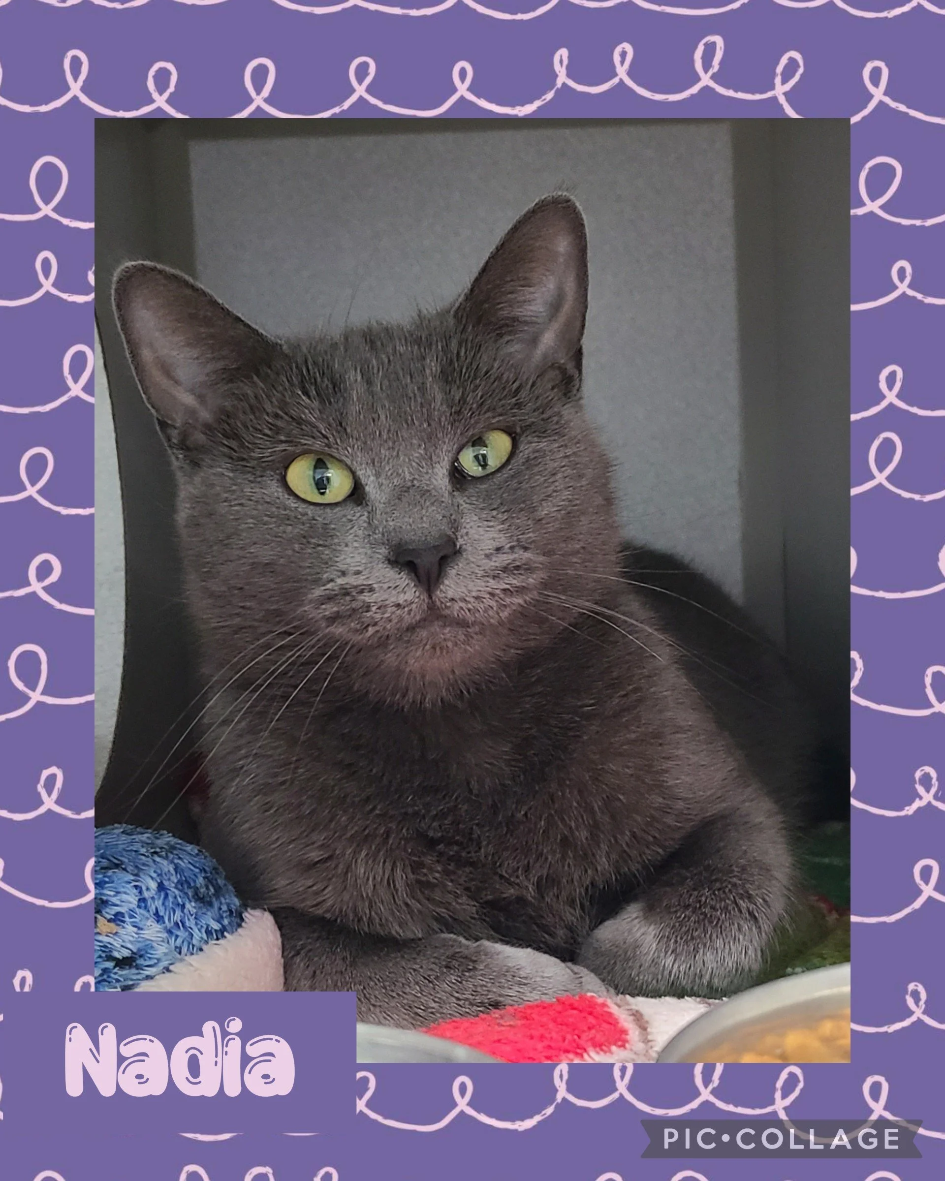 catnadia.jpg