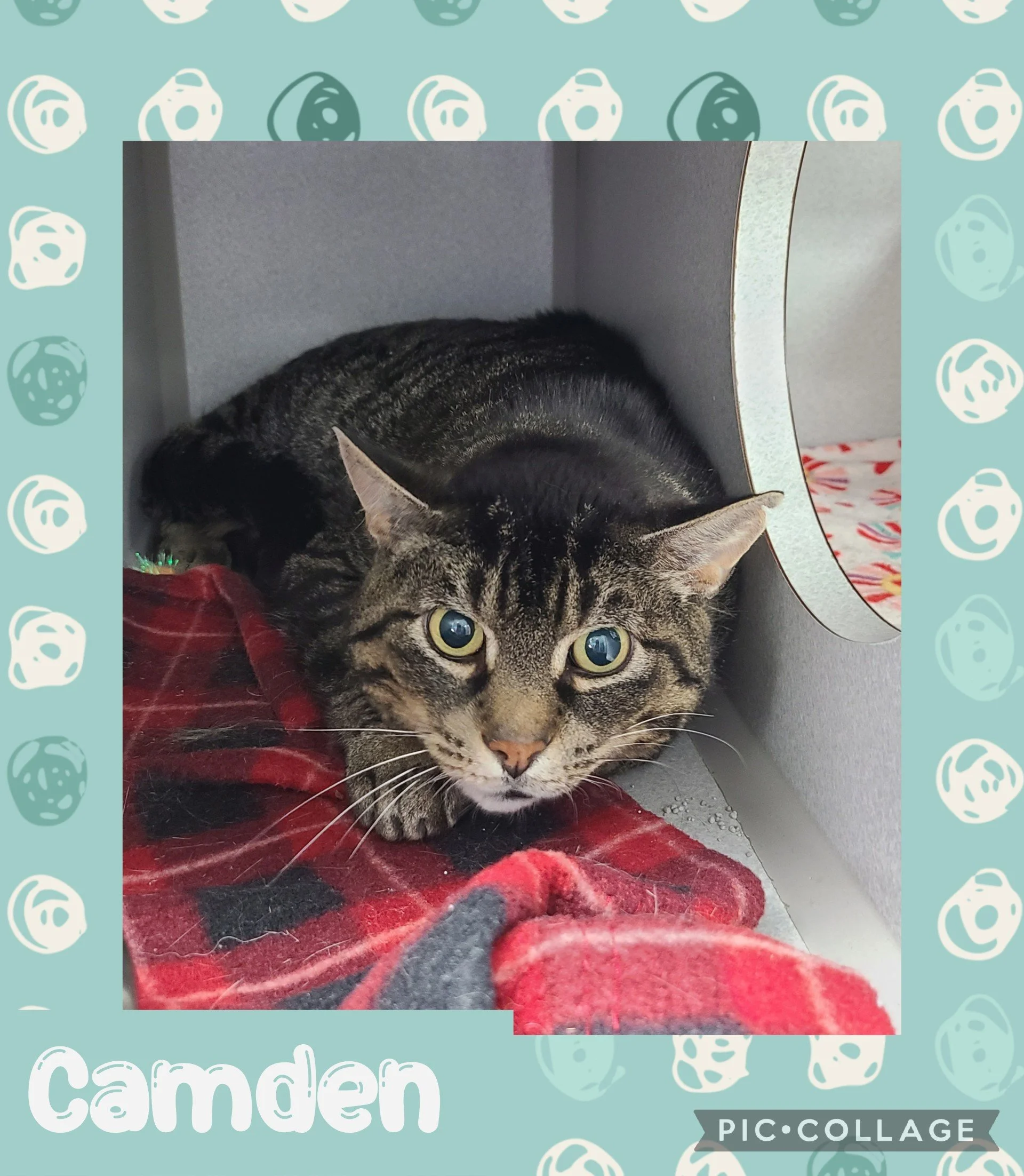 catcamden.jpg