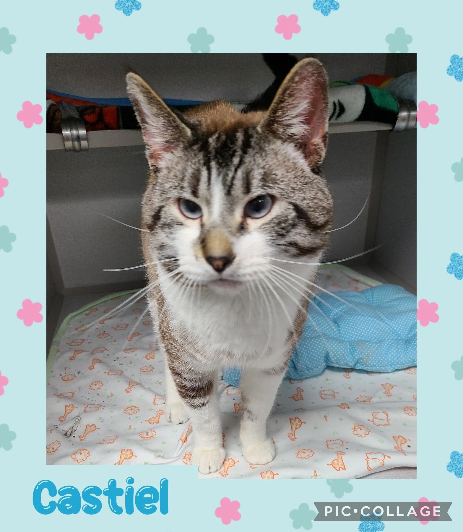 catcastiel.jpg