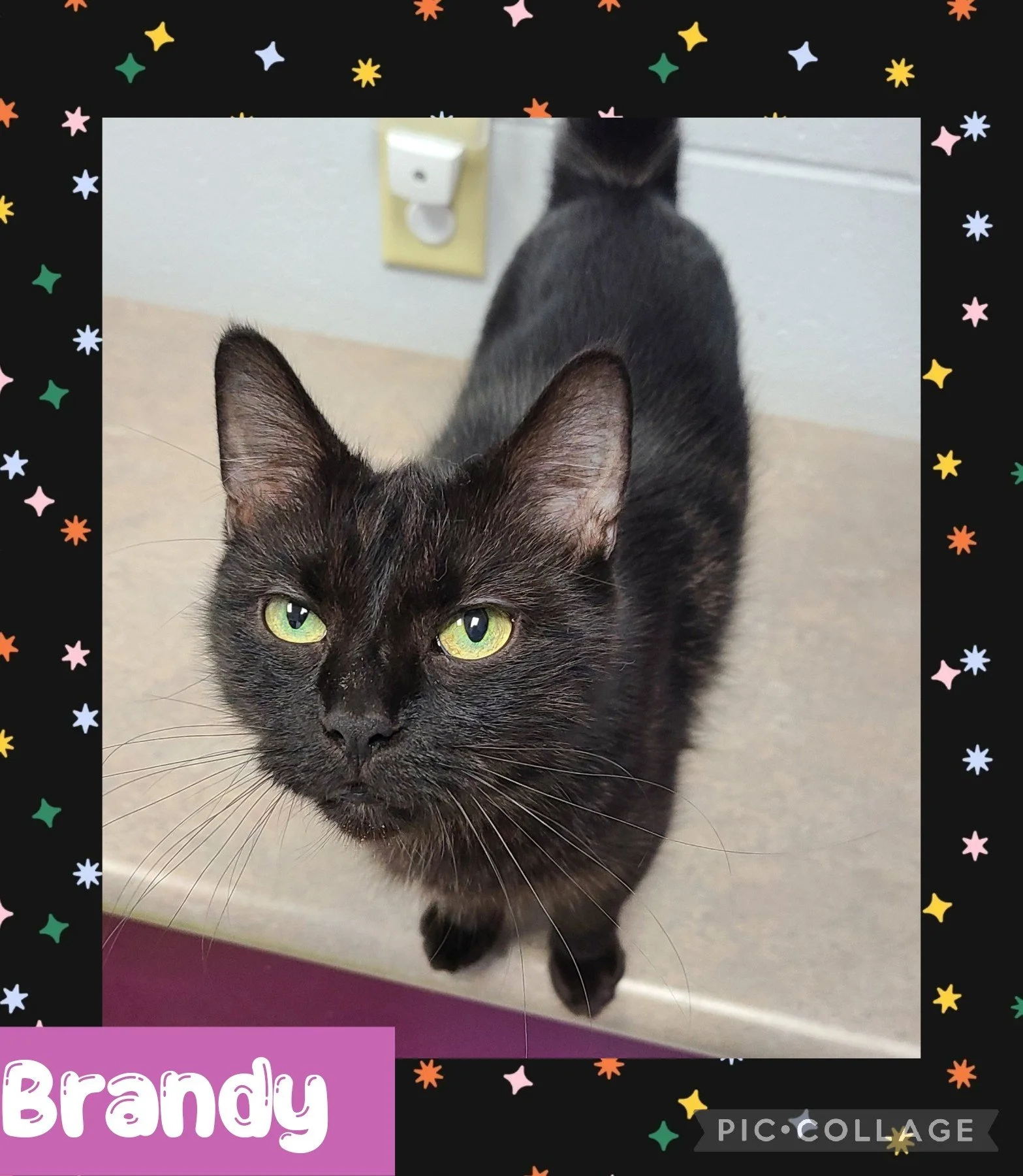 catbrandy.jpg