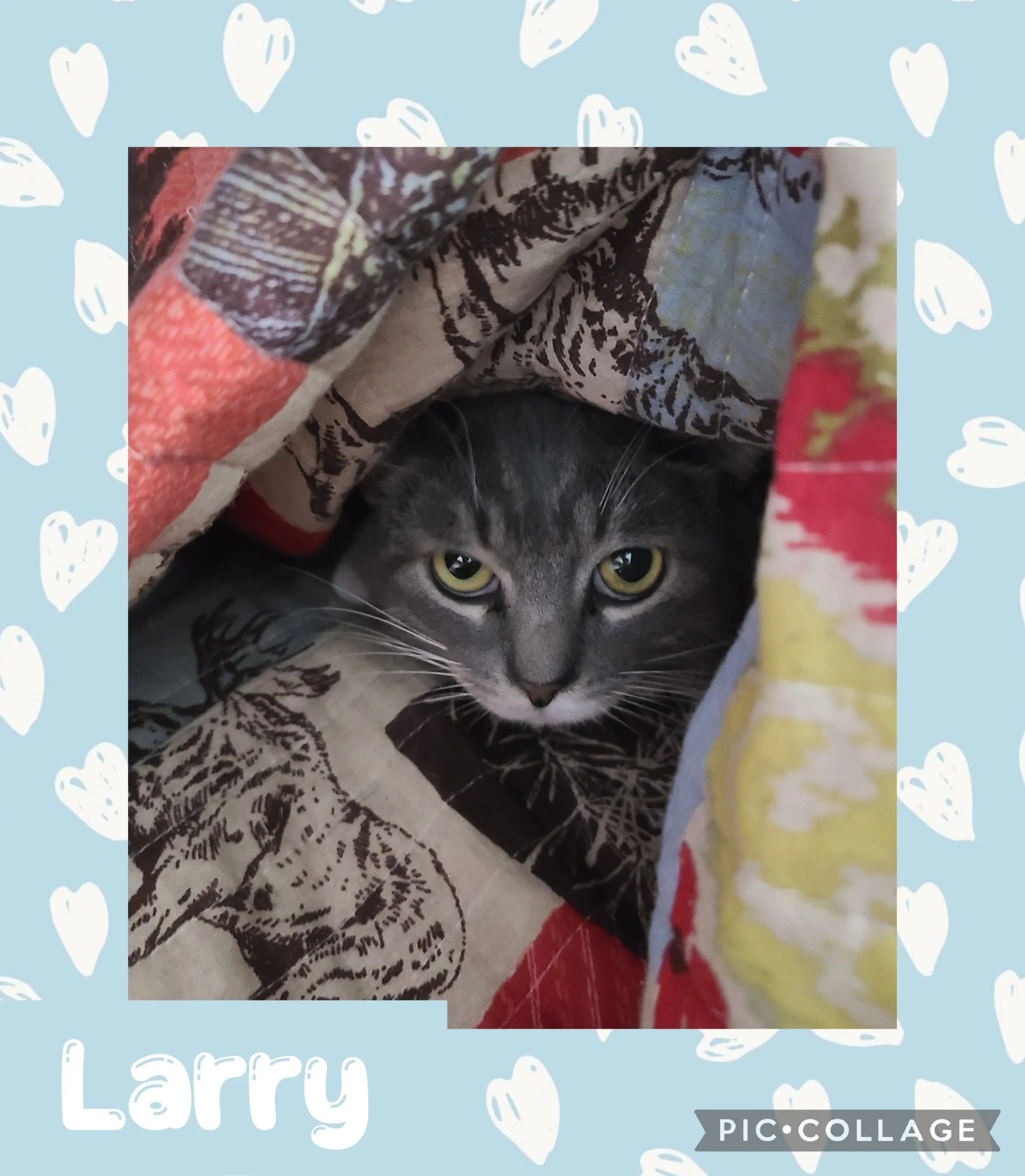 catlarry.jpg