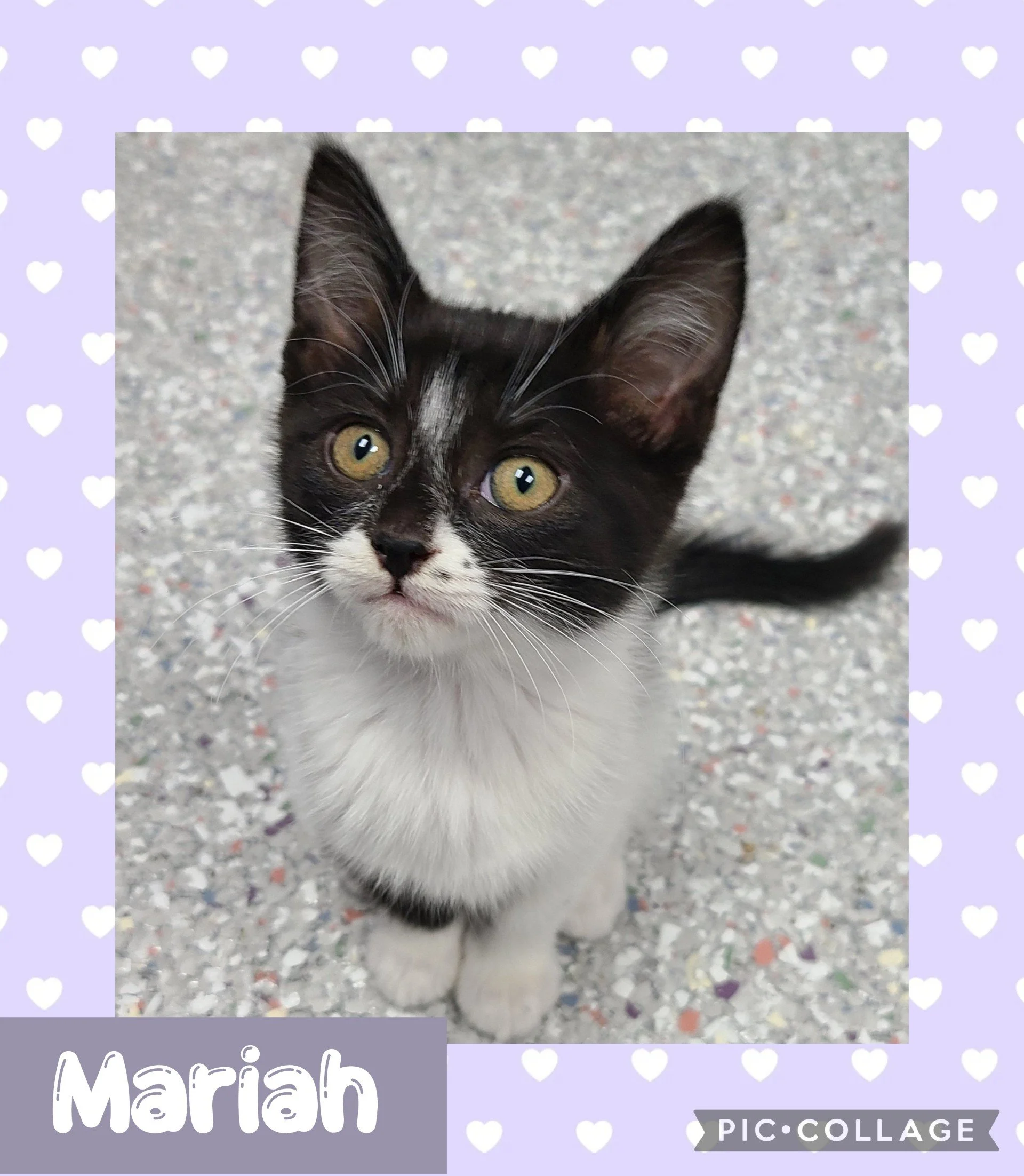 catmariah.jpg