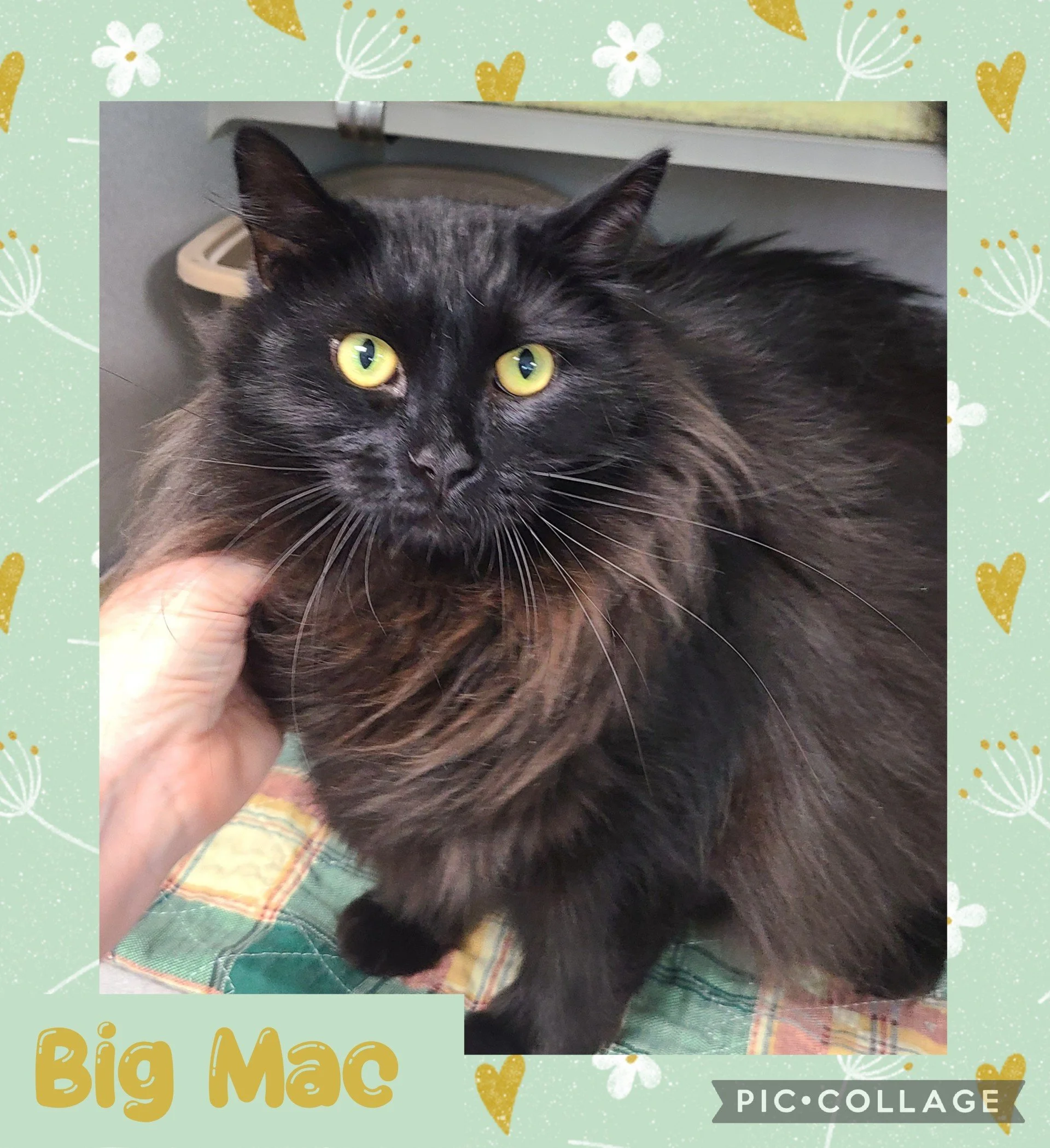 catbigmac.jpg