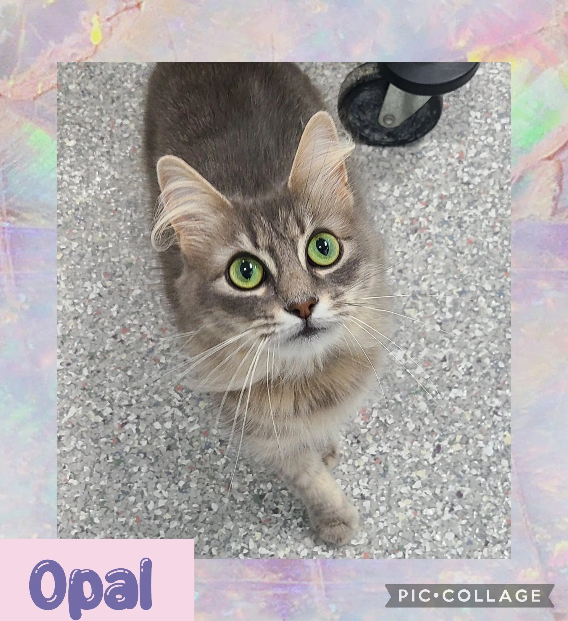 catopal2.jpg
