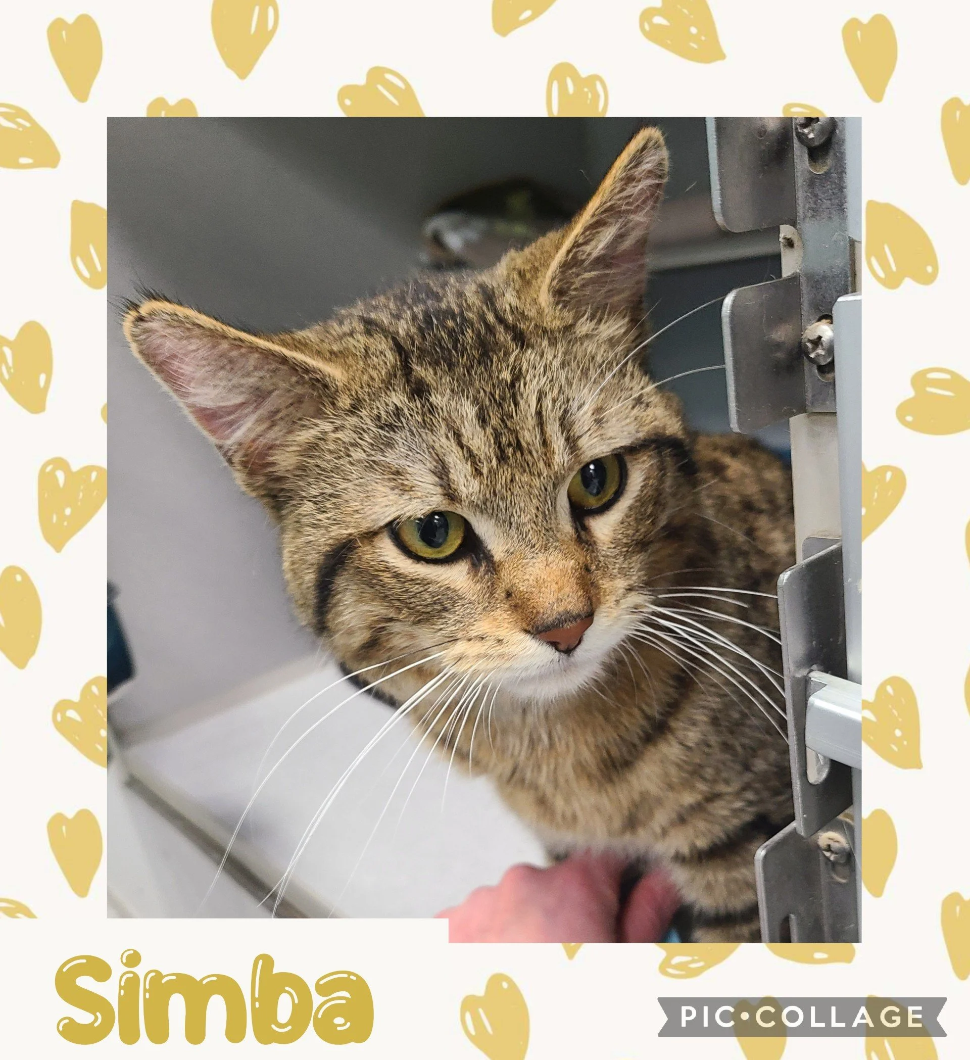 catsimba.jpg