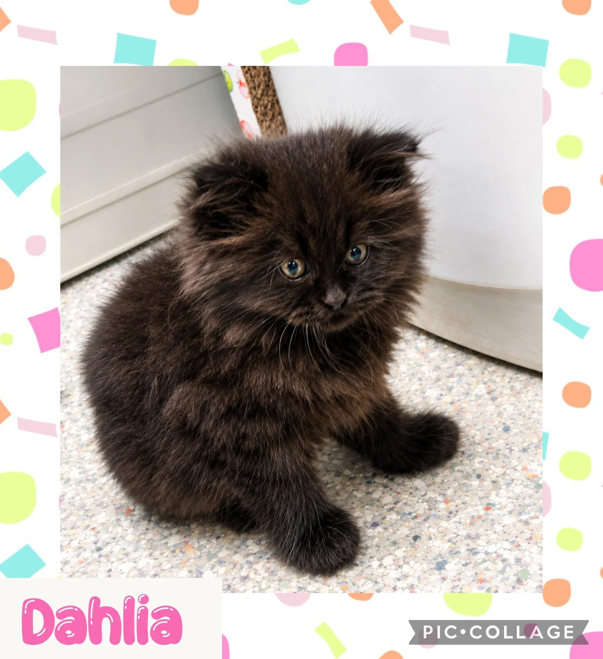 catdahlia.jpg