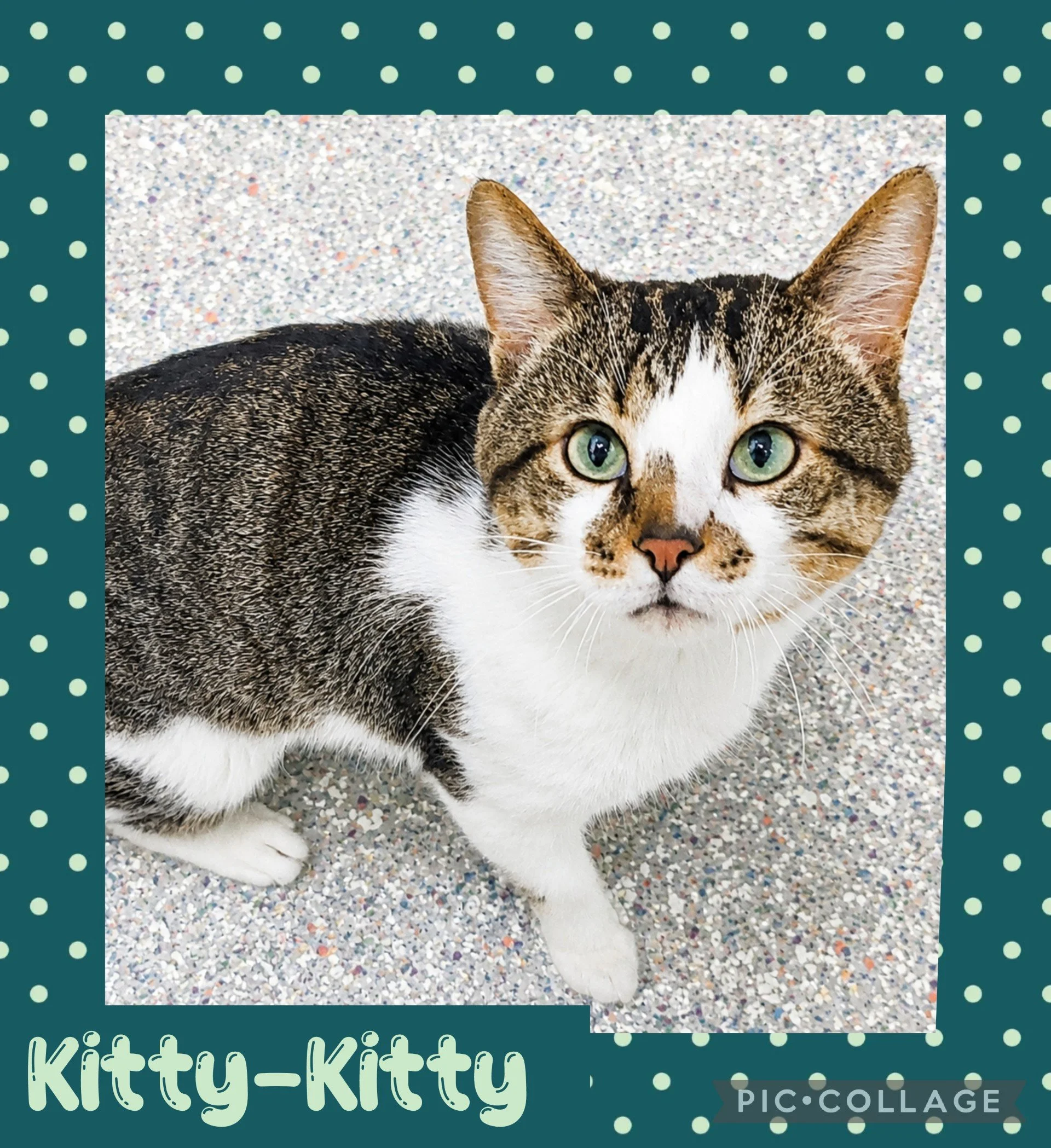 catkittykitty.jpg