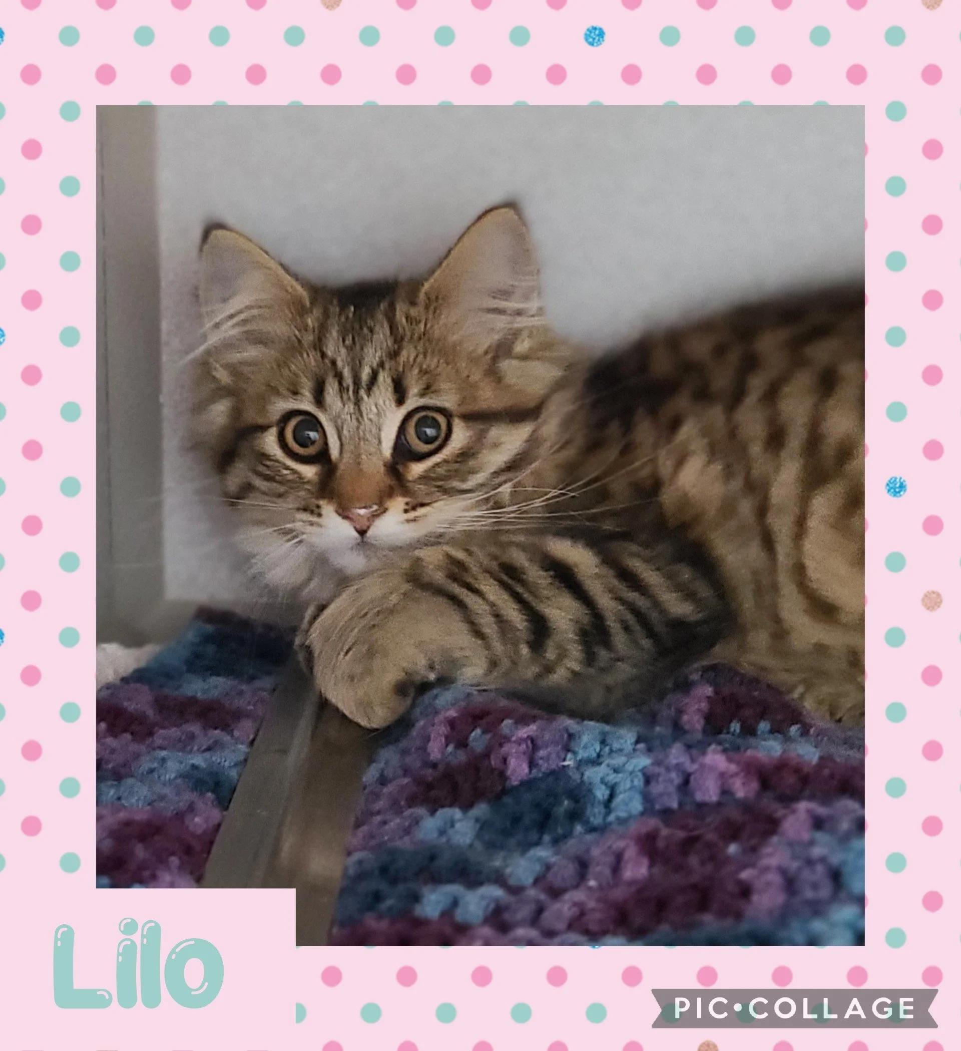catlilo.jpg