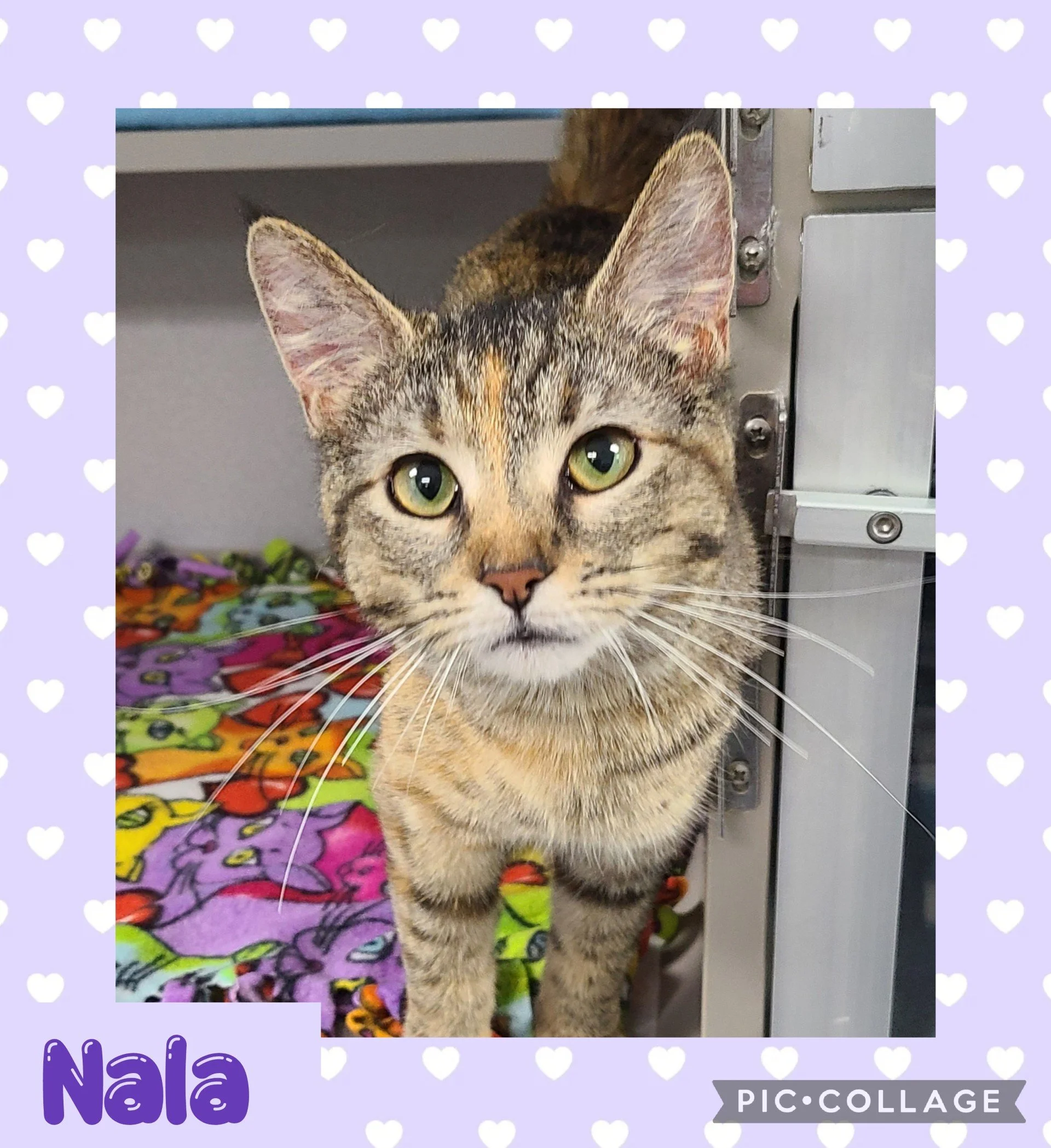 catnala.jpg