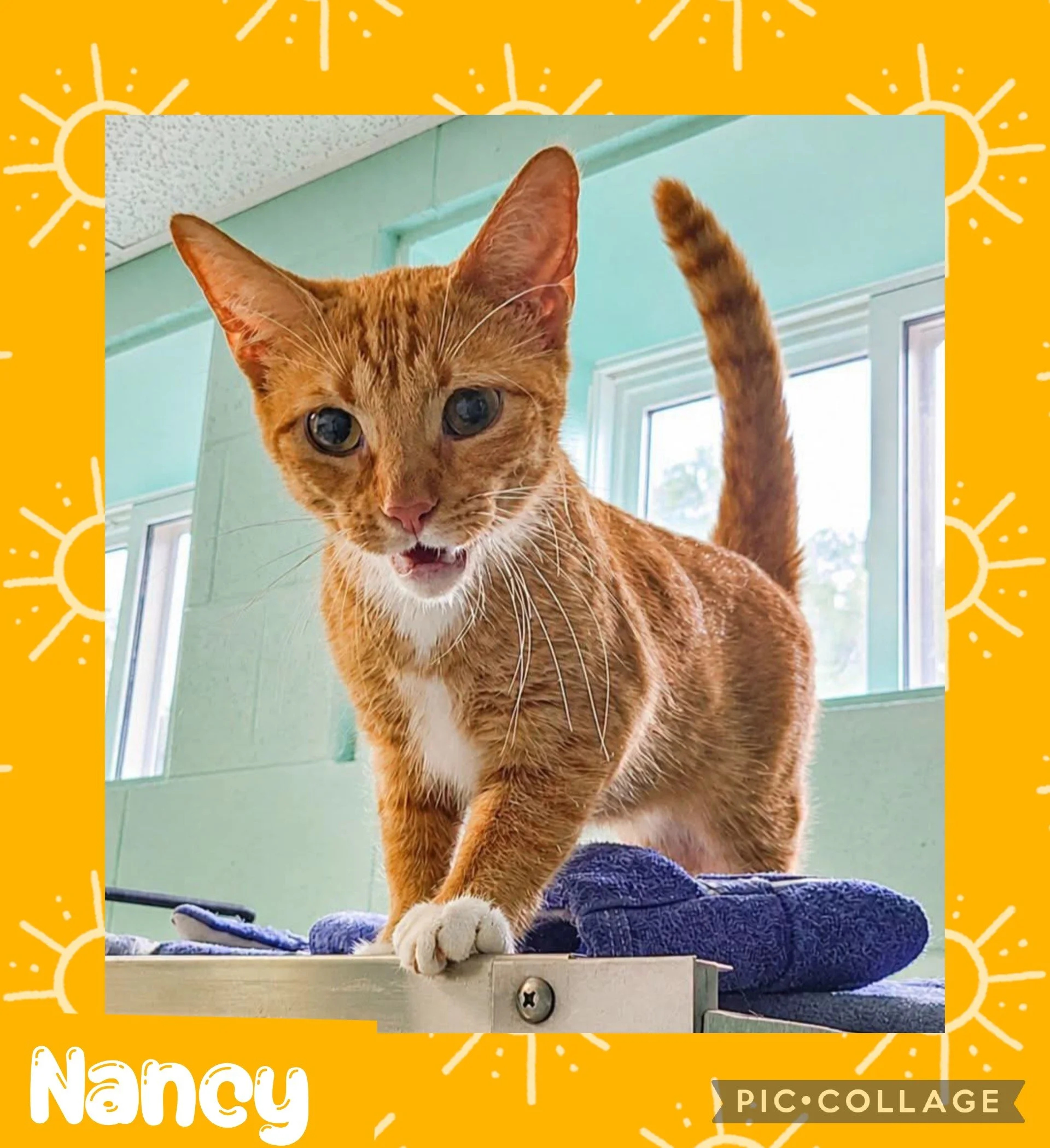 catnancy.jpg