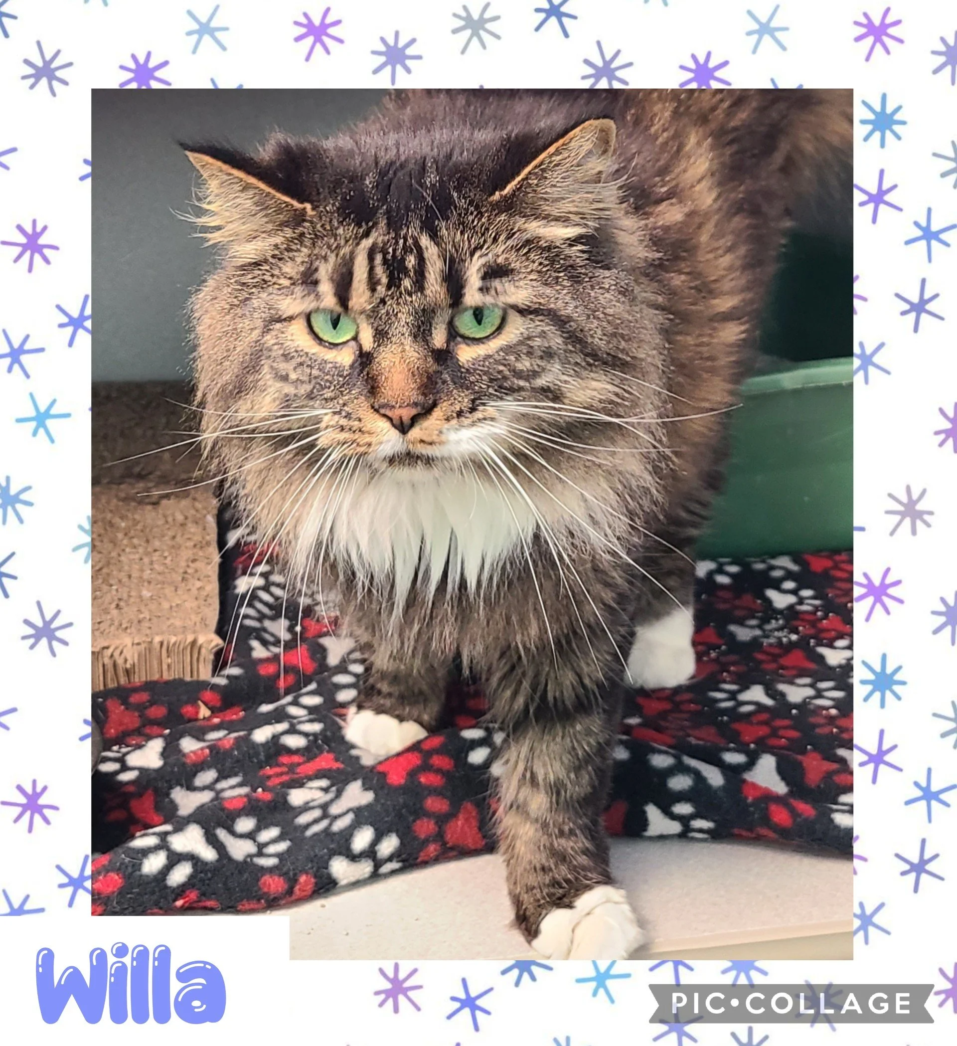 catwilla.jpg