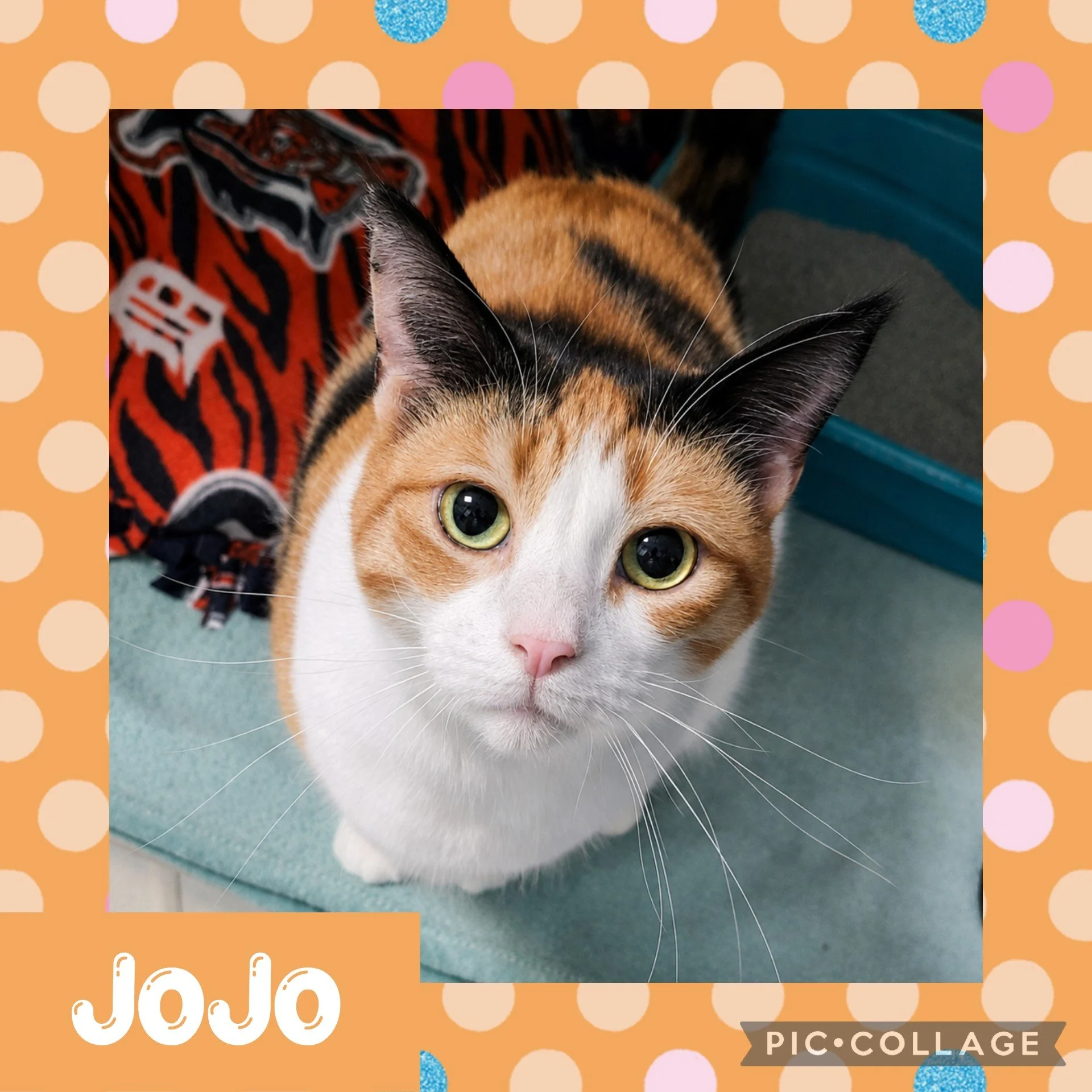 jojo.jpg