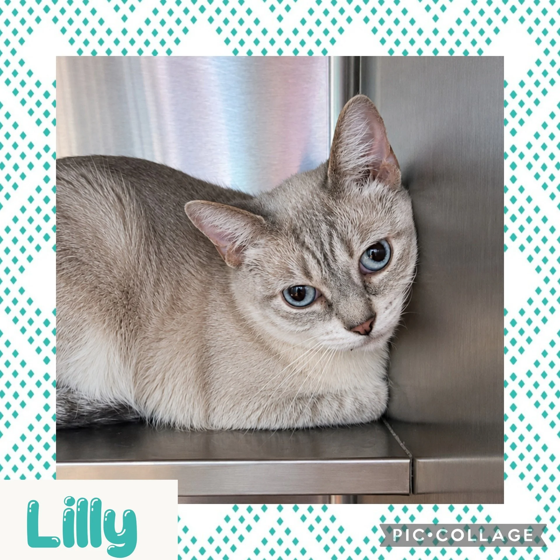 lilly.jpg