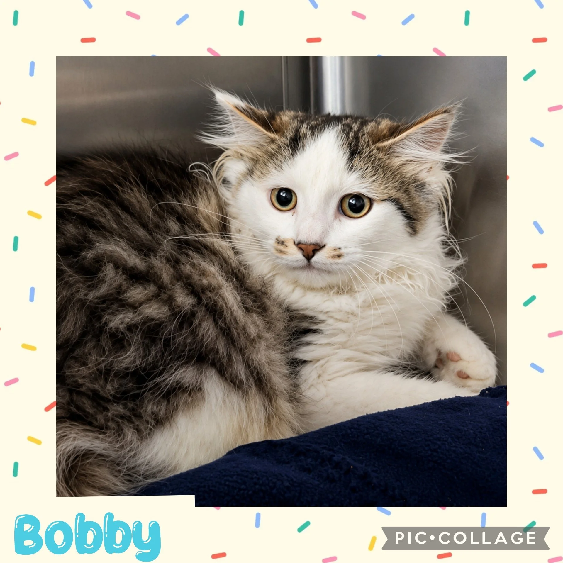 catbobby.jpg