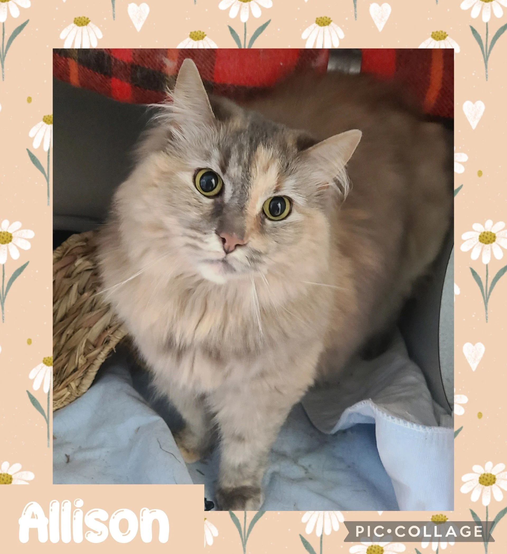 catallison.jpg