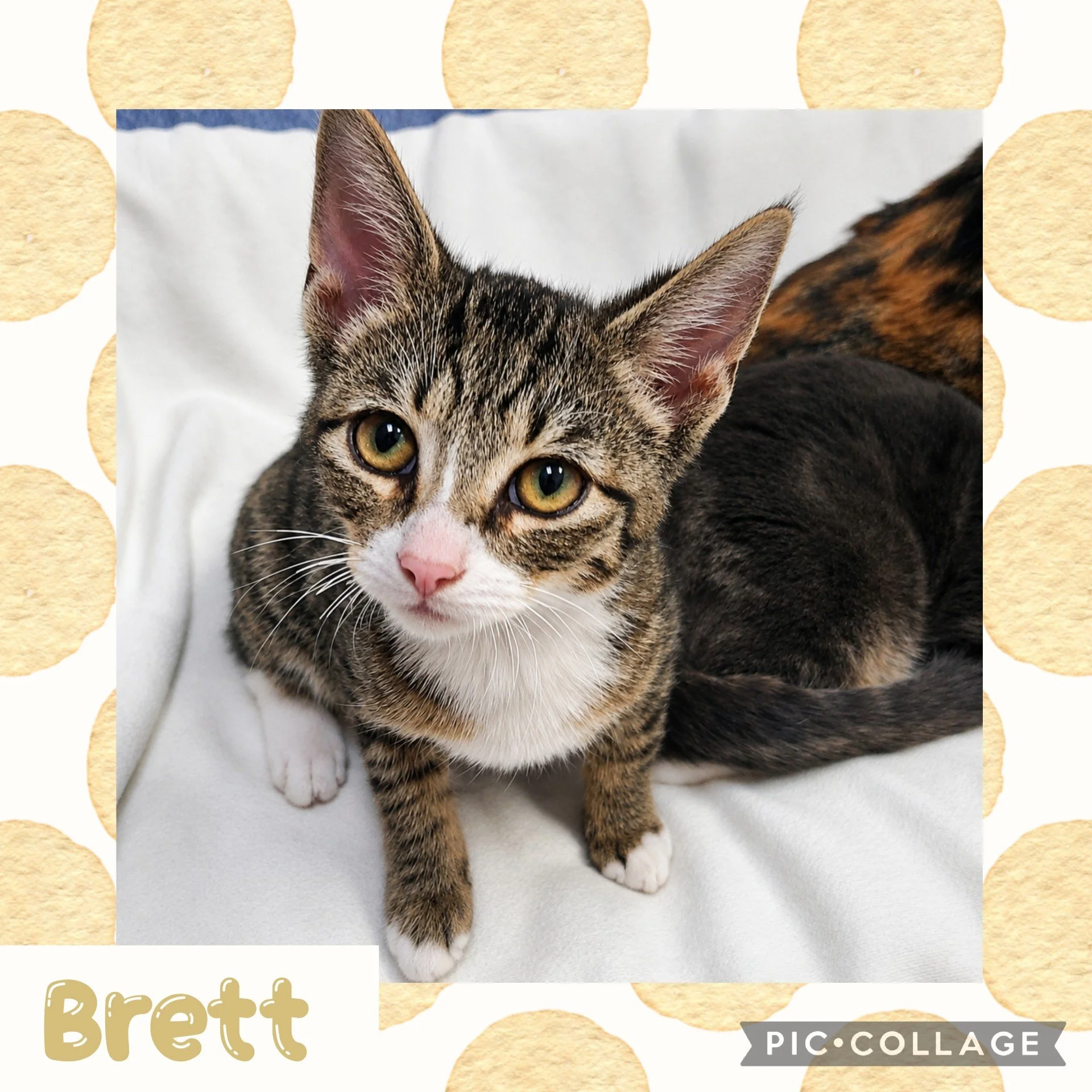 brett.jpg