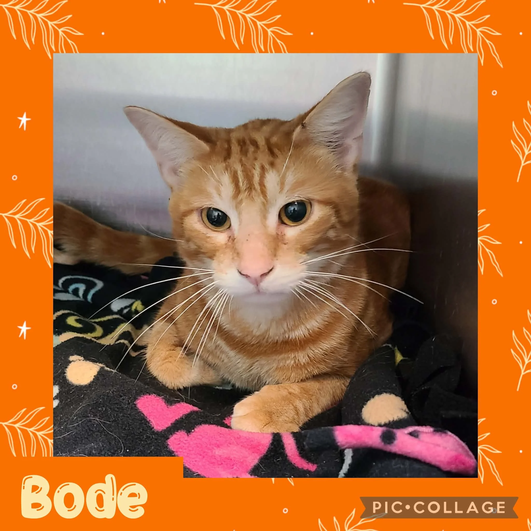 catbode.jpg