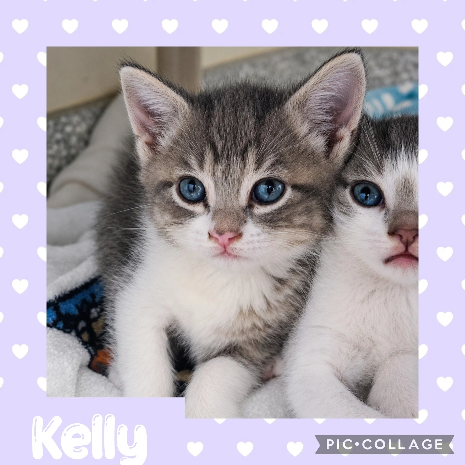 catkelly.jpg