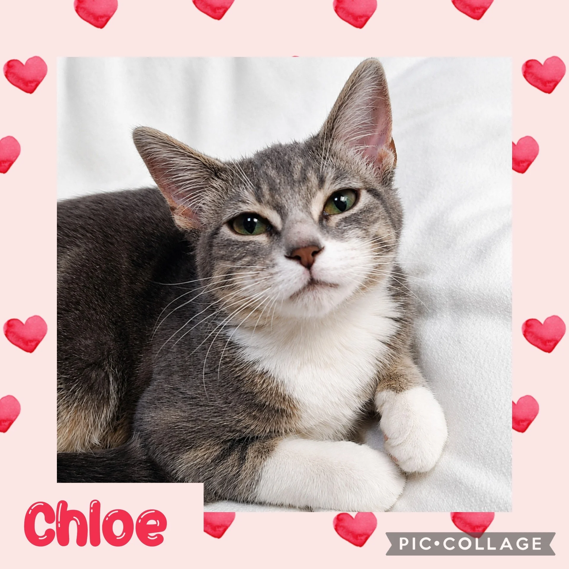 chloe.jpg