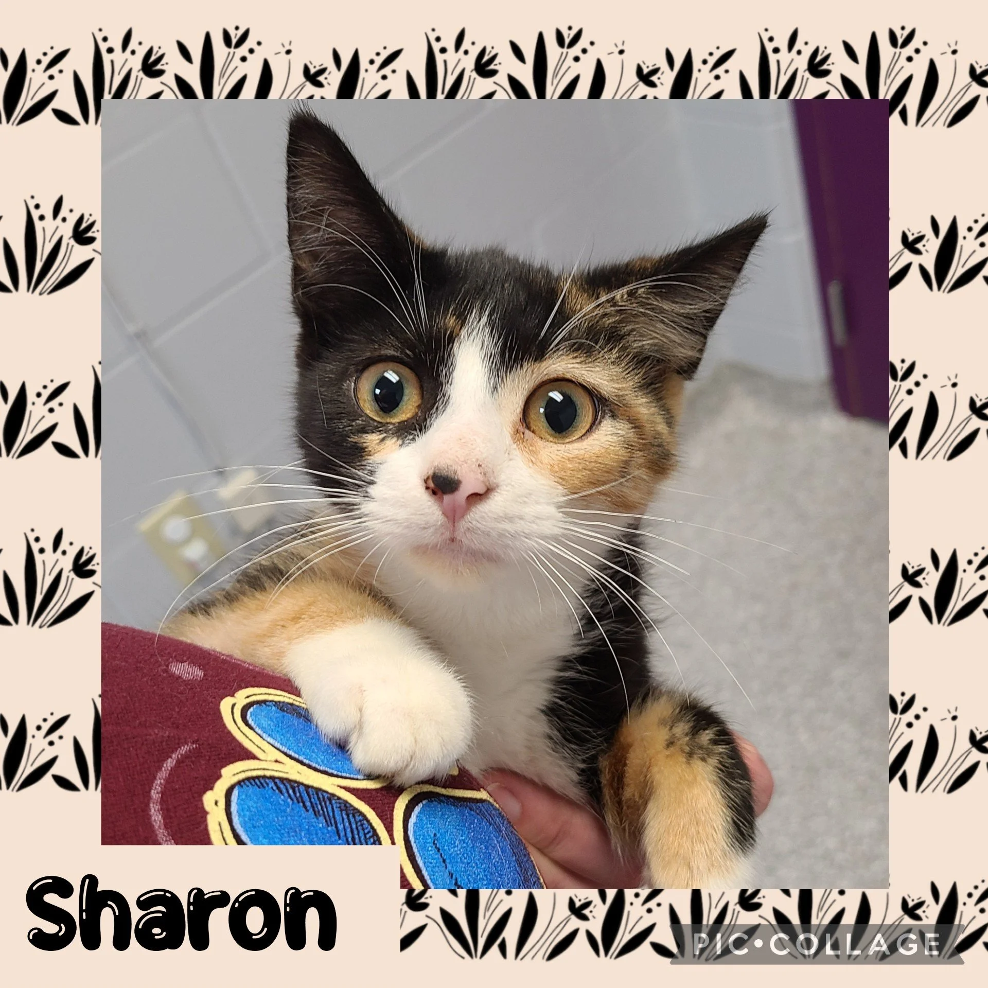 Sharon.jpg