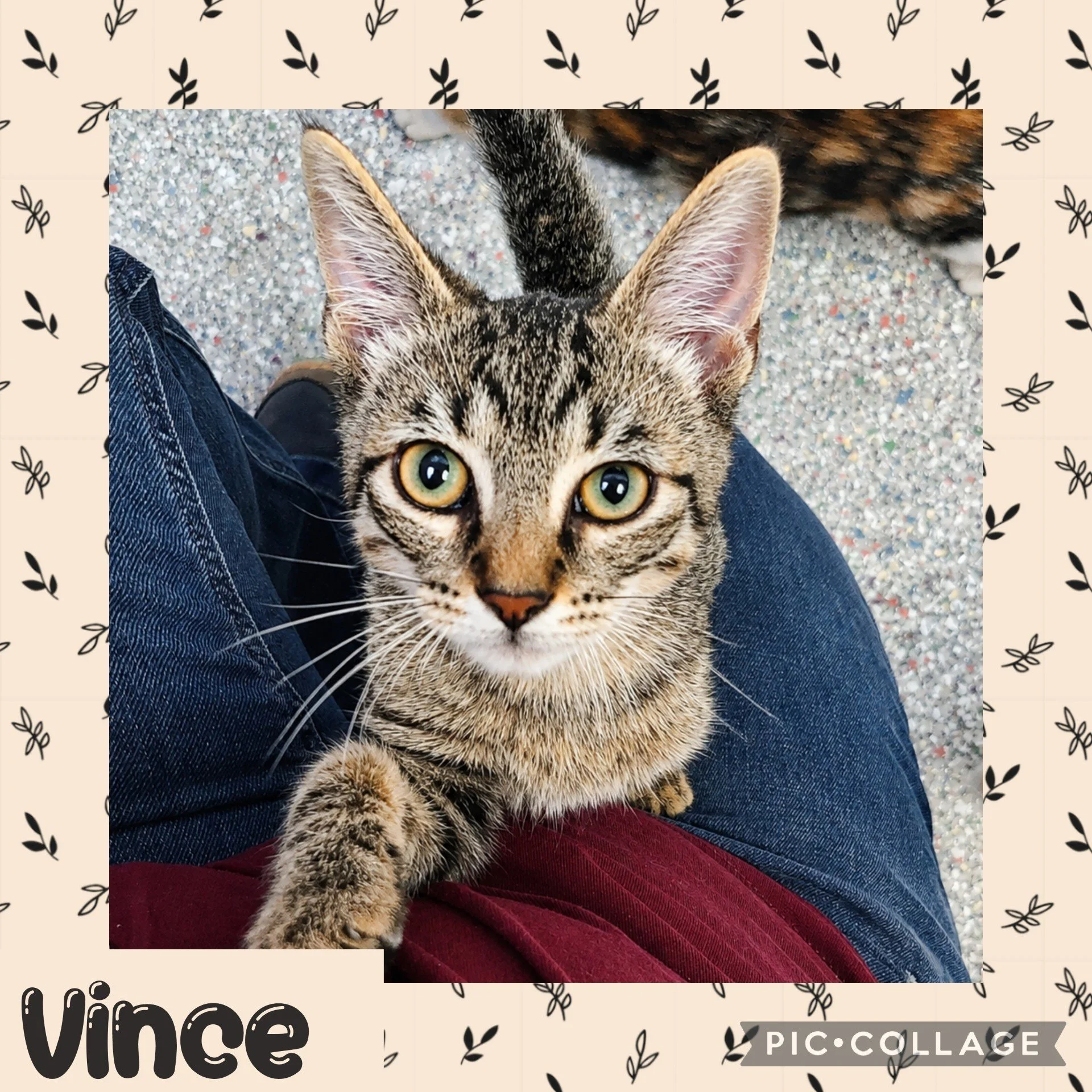 vince.jpg