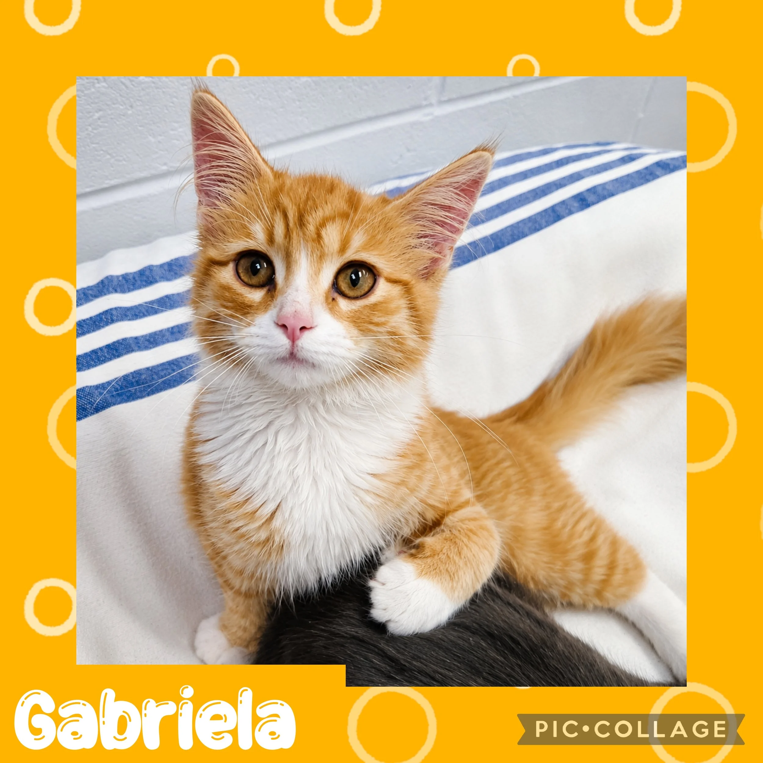 gabriela.jpg