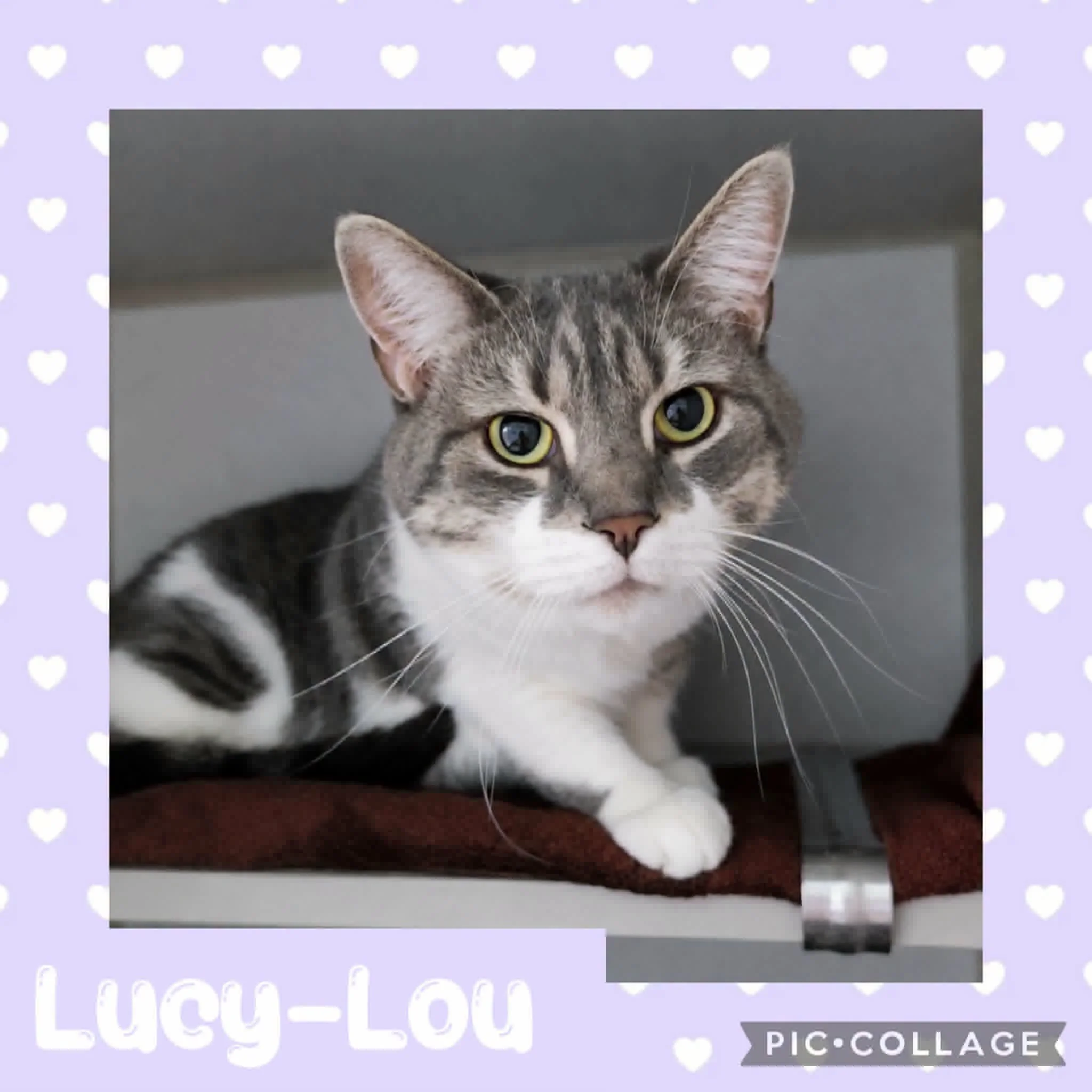 catlucylou.jpg