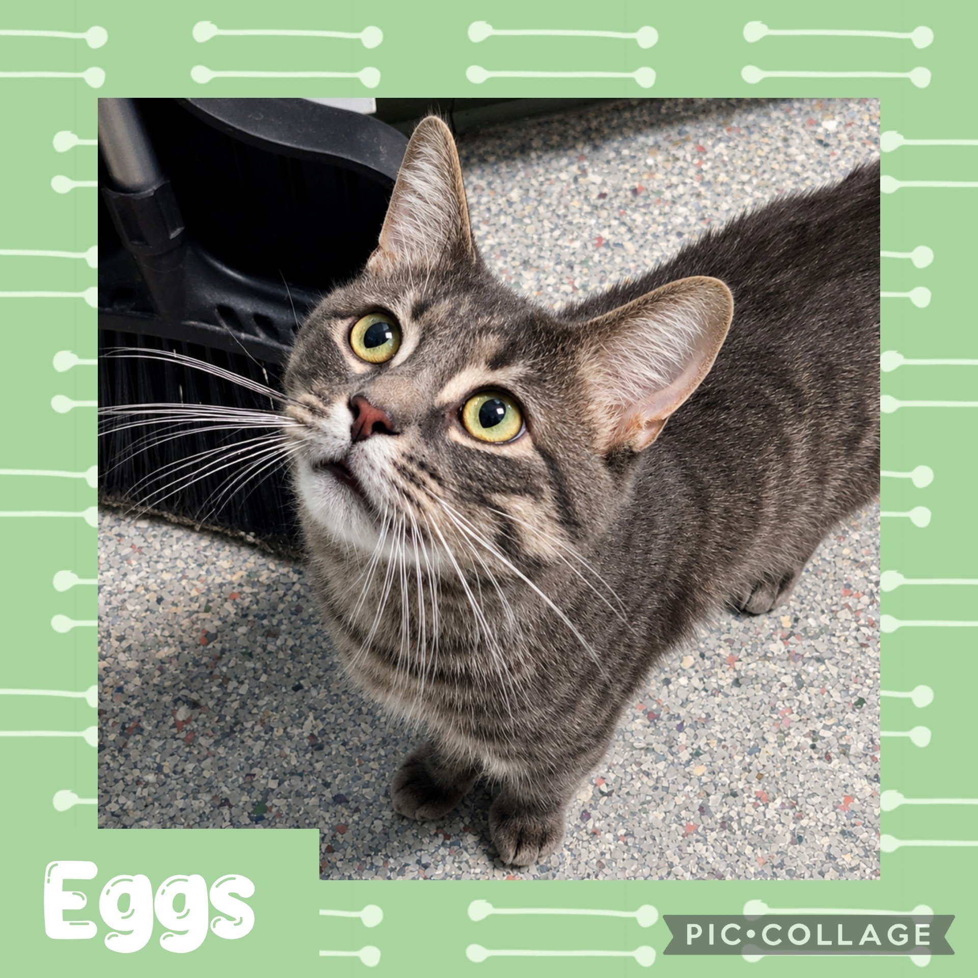 eggs.jpg