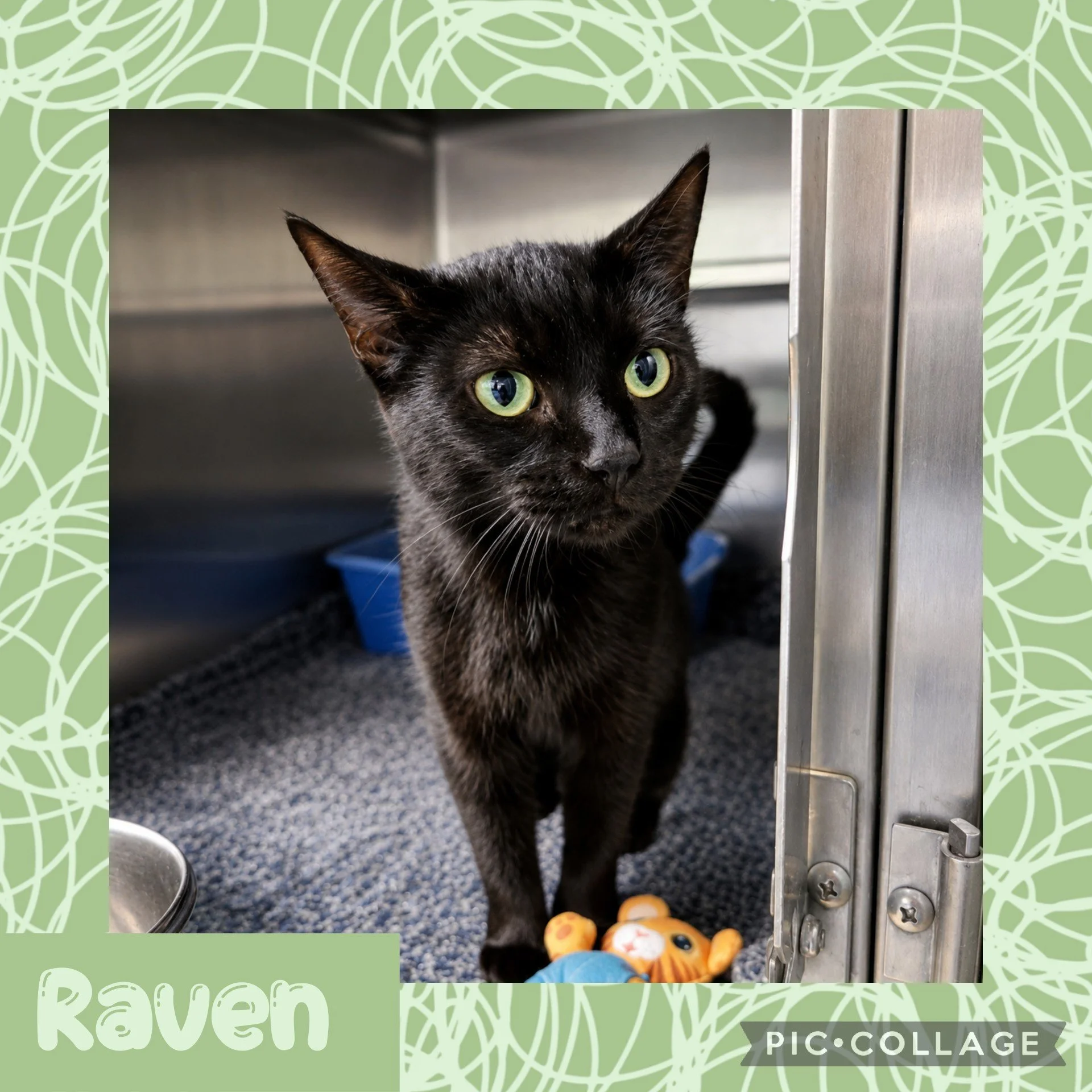 raven.jpg