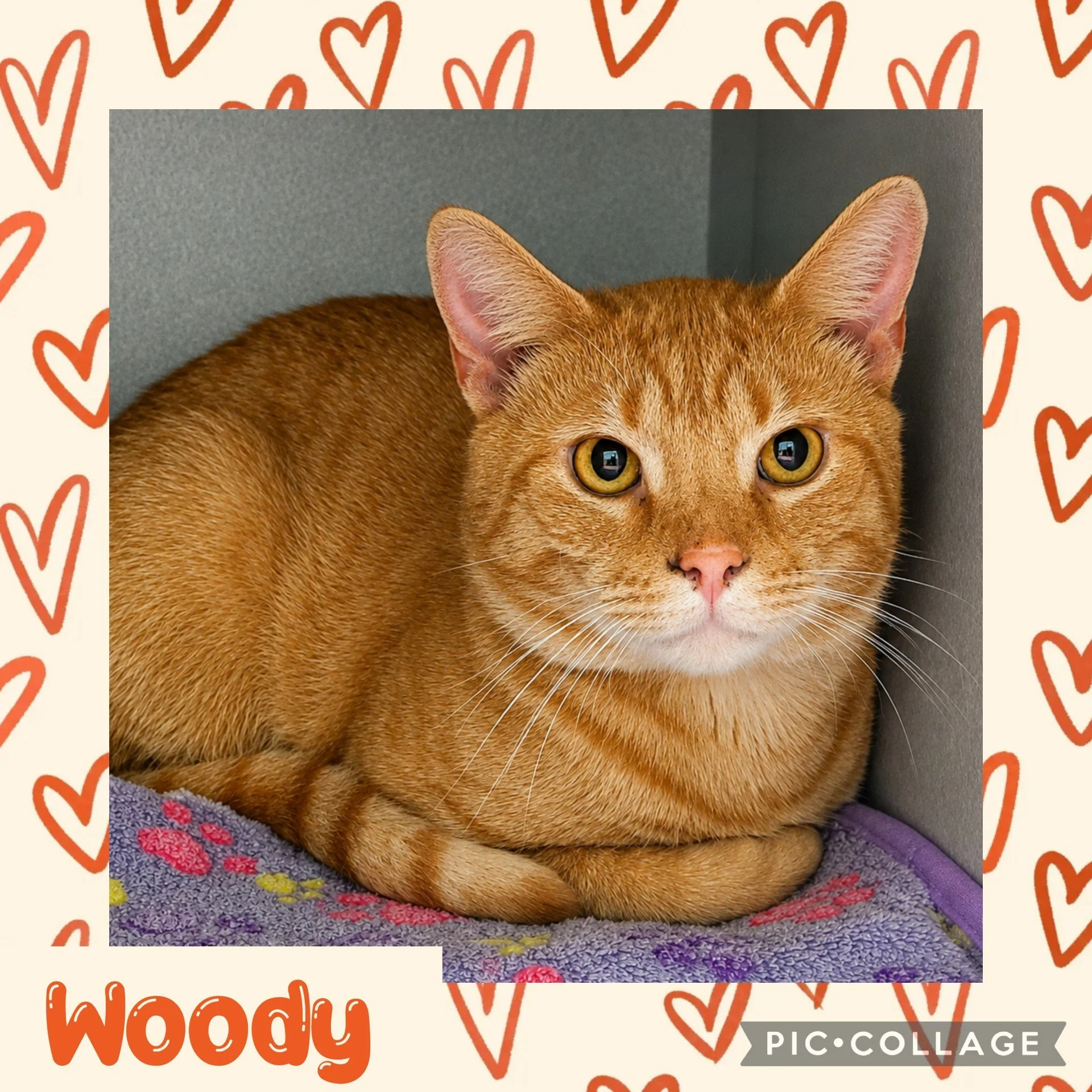 woody.jpg