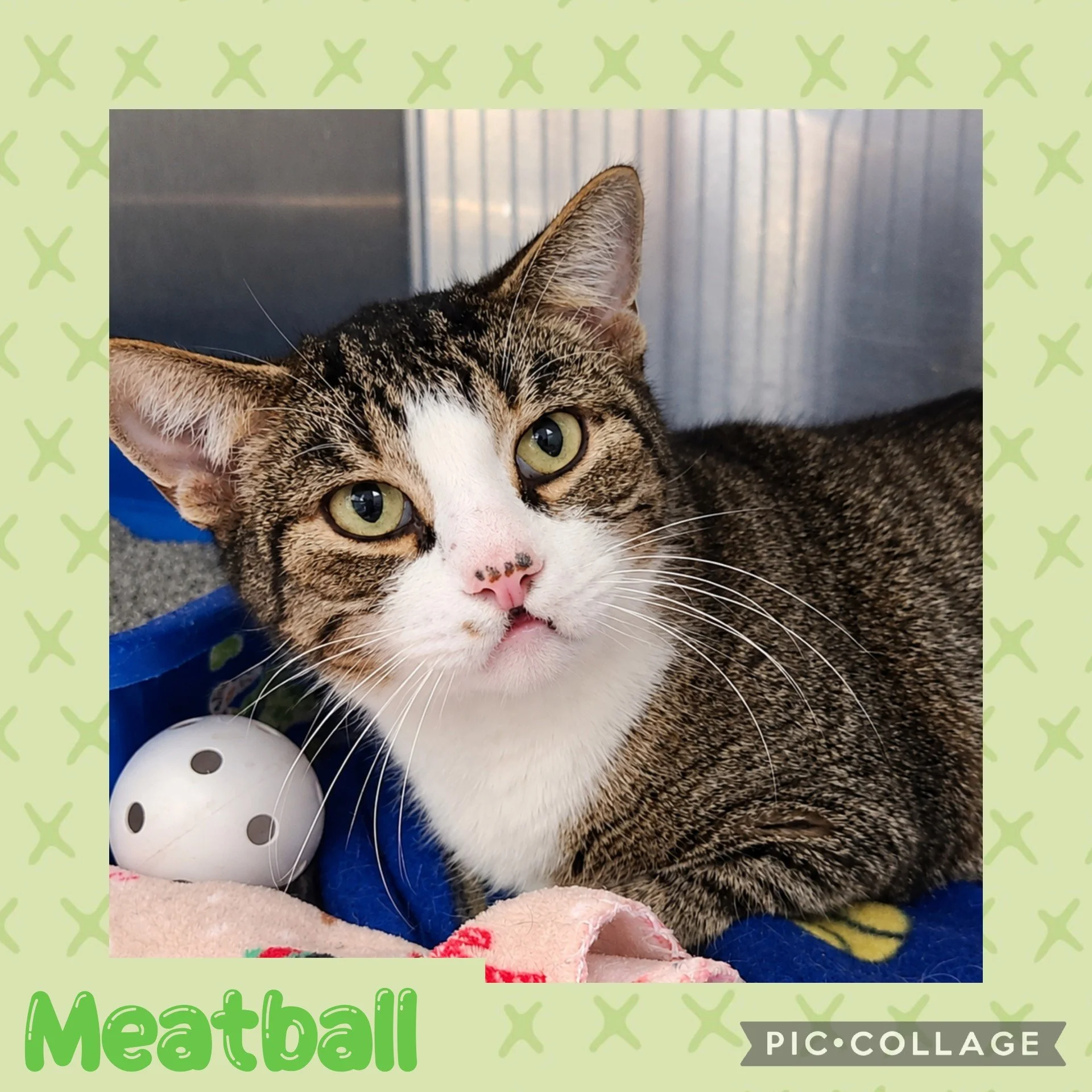 meatball.jpg