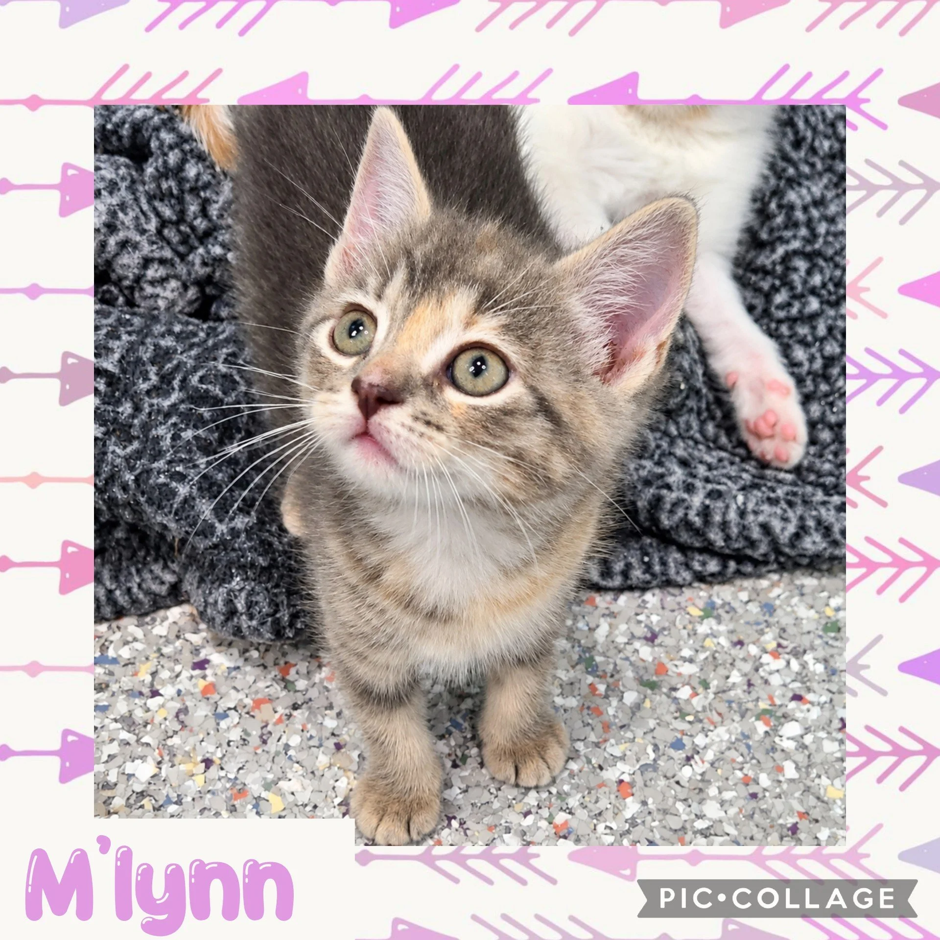 m'lynn.jpg