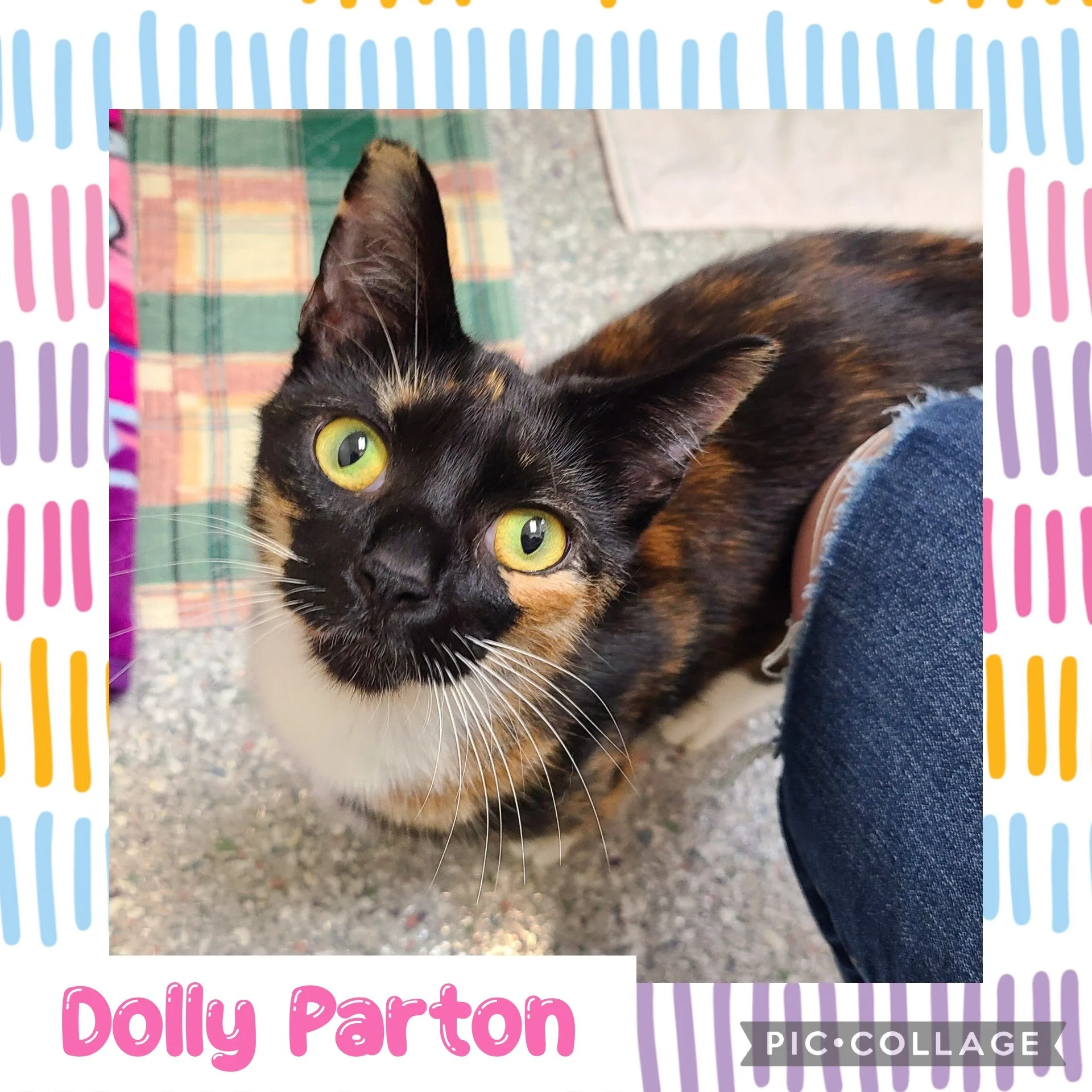 dolly parton.jpg