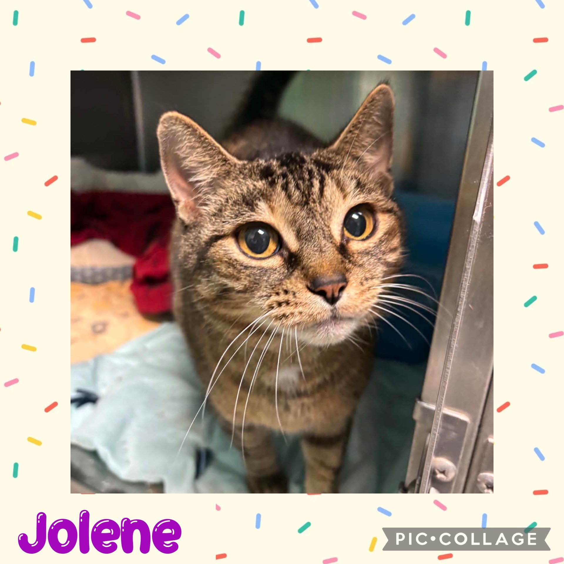 jolene.jpg