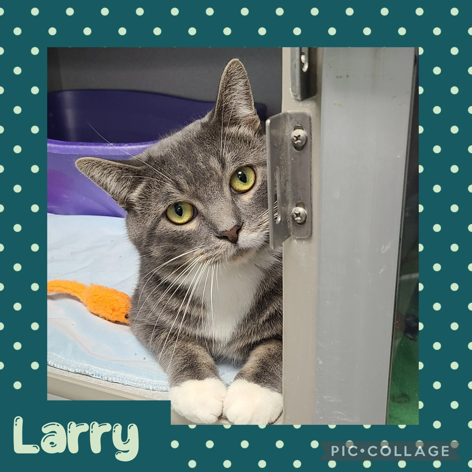 larry.jpg