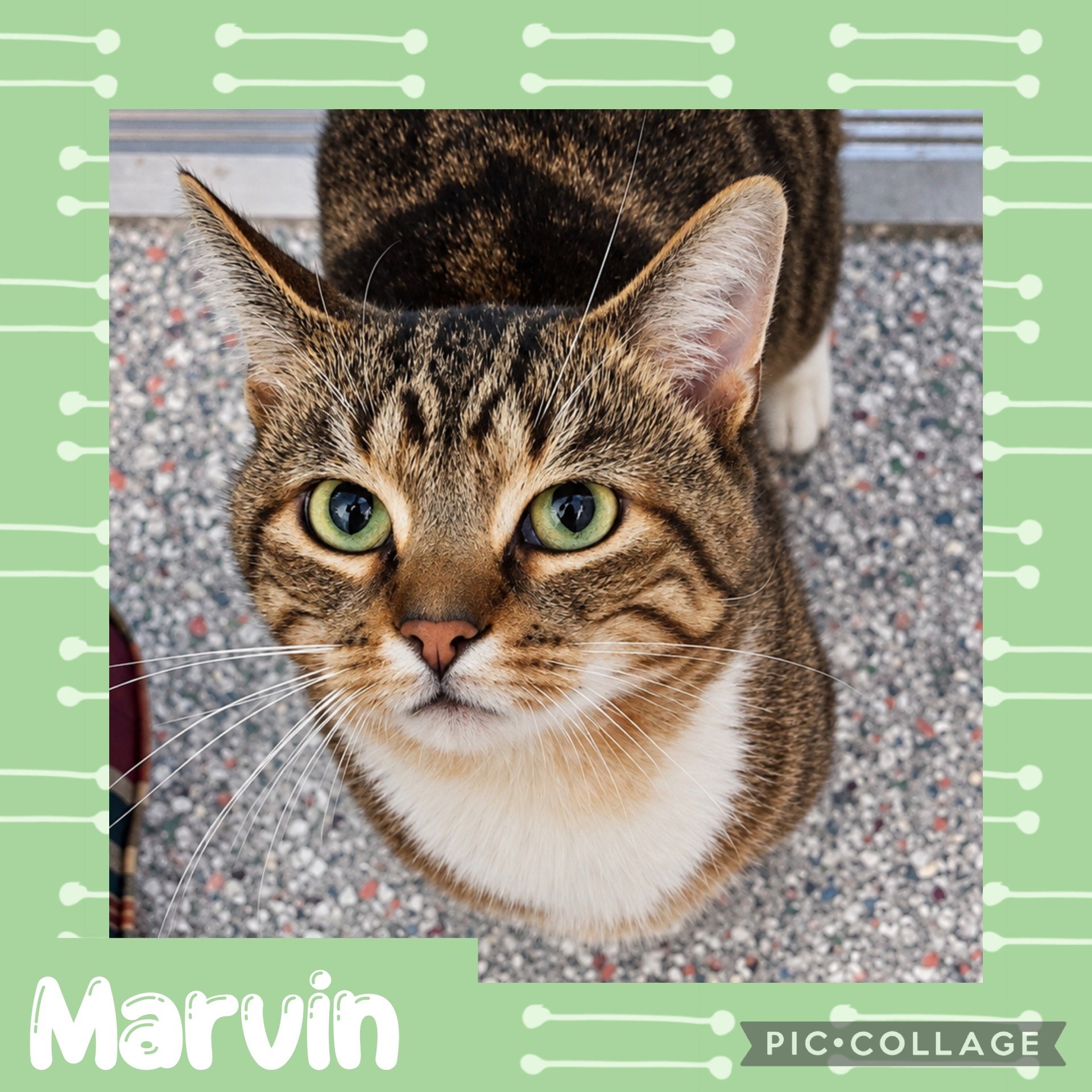 Marvin.jpg