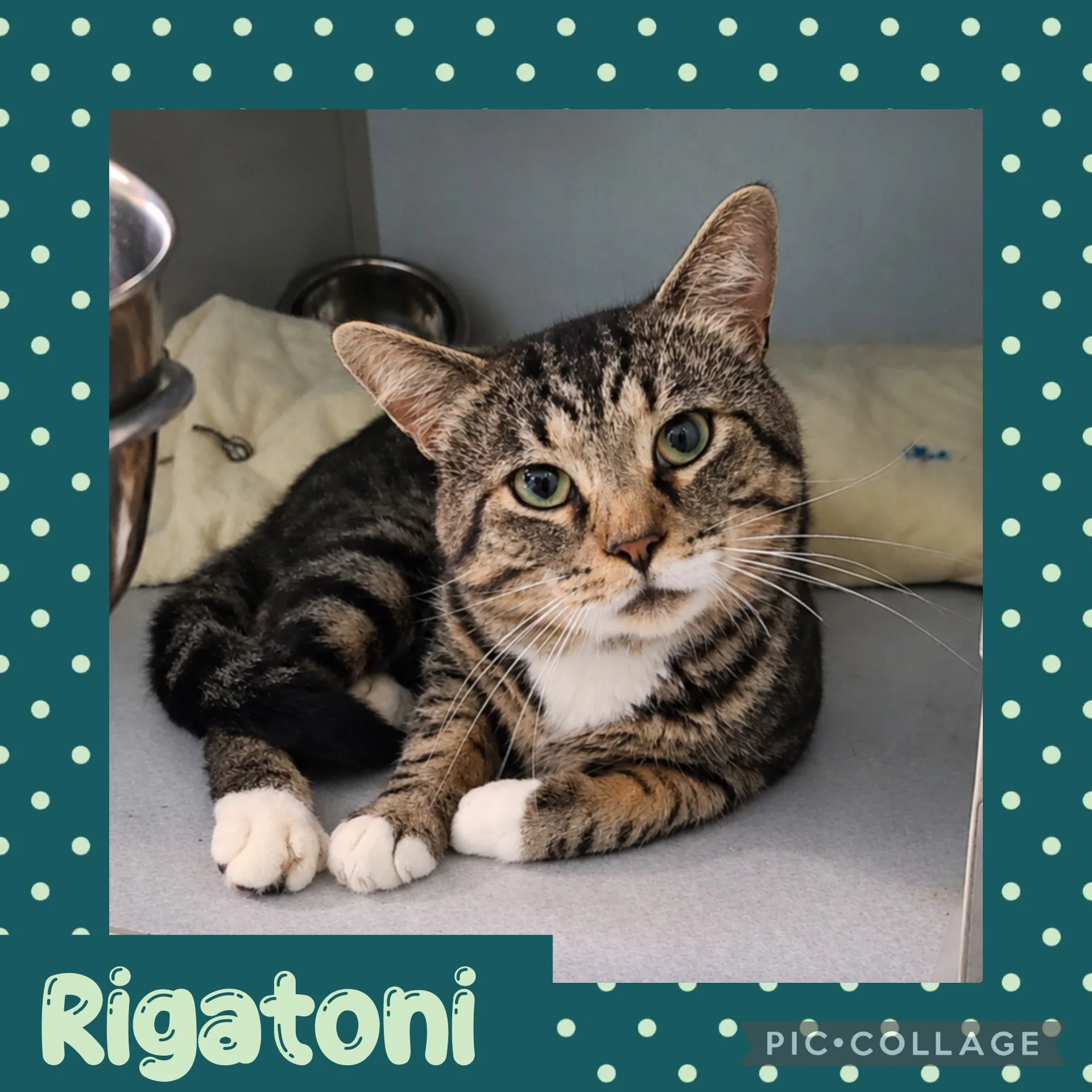 rigatoni.jpg