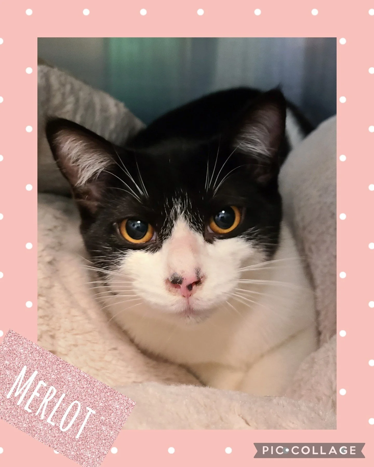 Merlot — Northwoods Animal Shelter Iron River Michigan