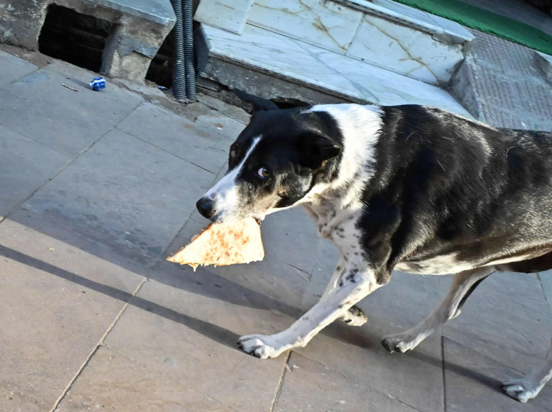 pushkar mela (9).jpg