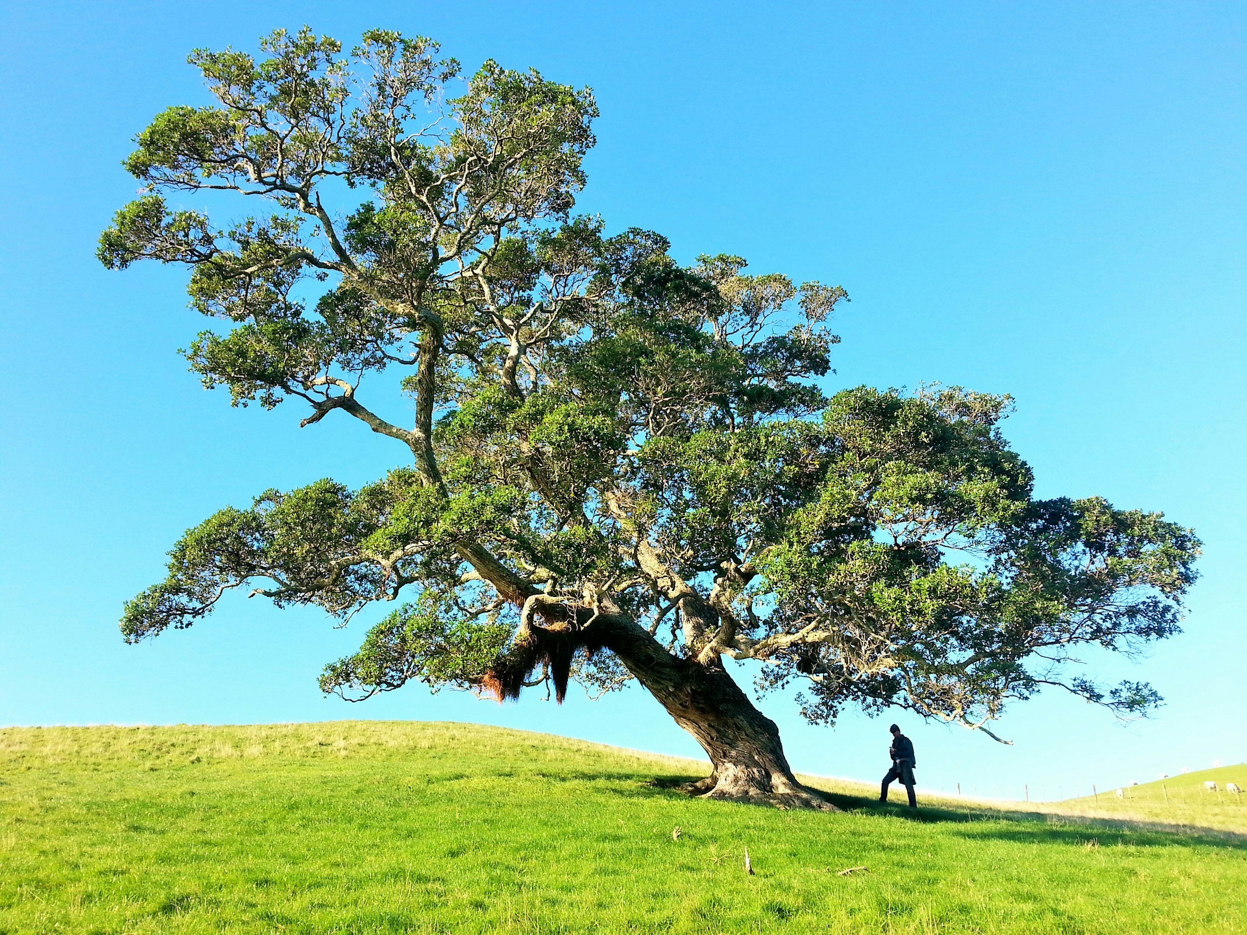 A large tree with lush green leaves stands on a grassy hill against a bright blue sky. A person walks near the tree, with some sheep grazing in the background.