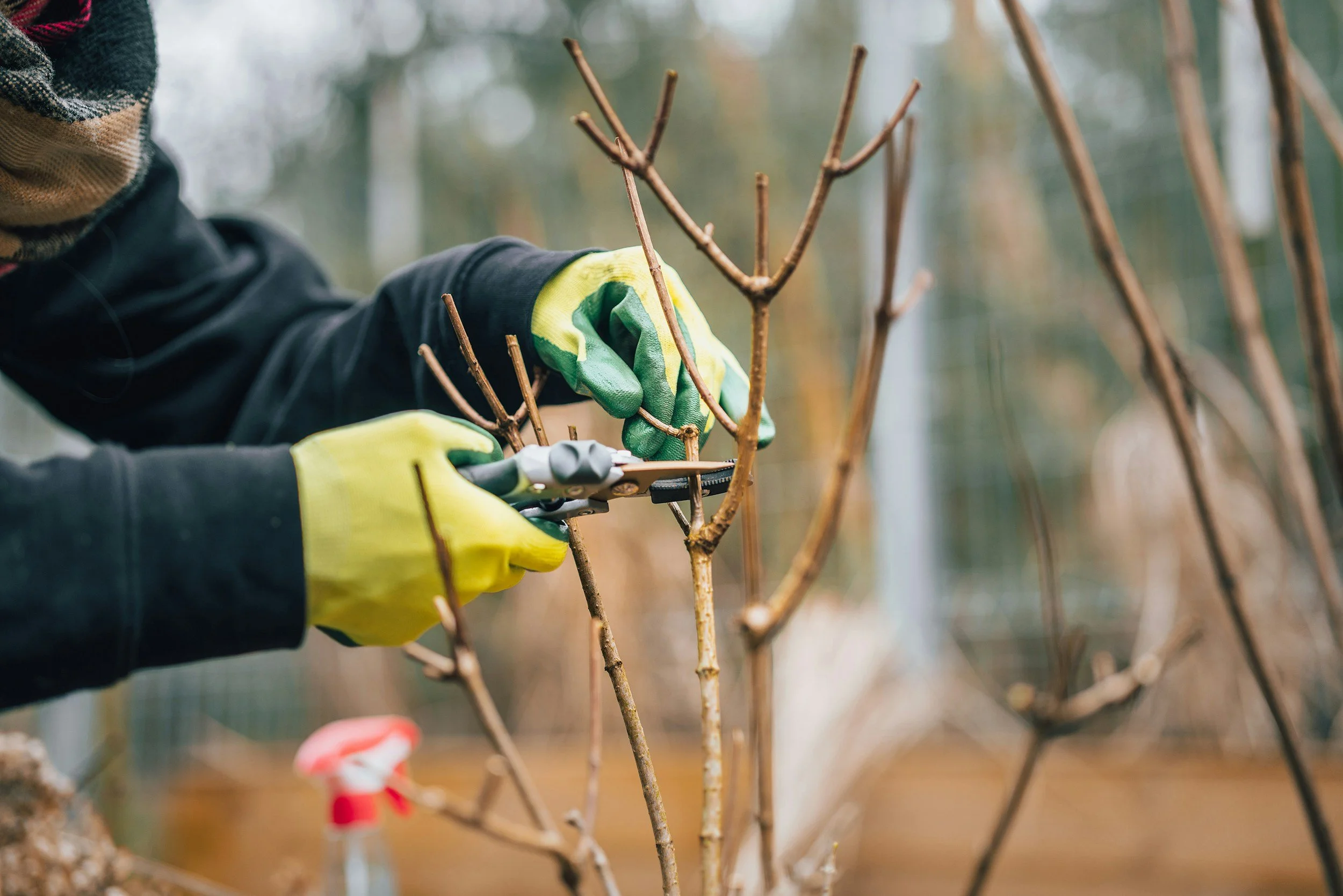 Person wearing yellow and green gloves pruning bare branches of a shrub in a garden.