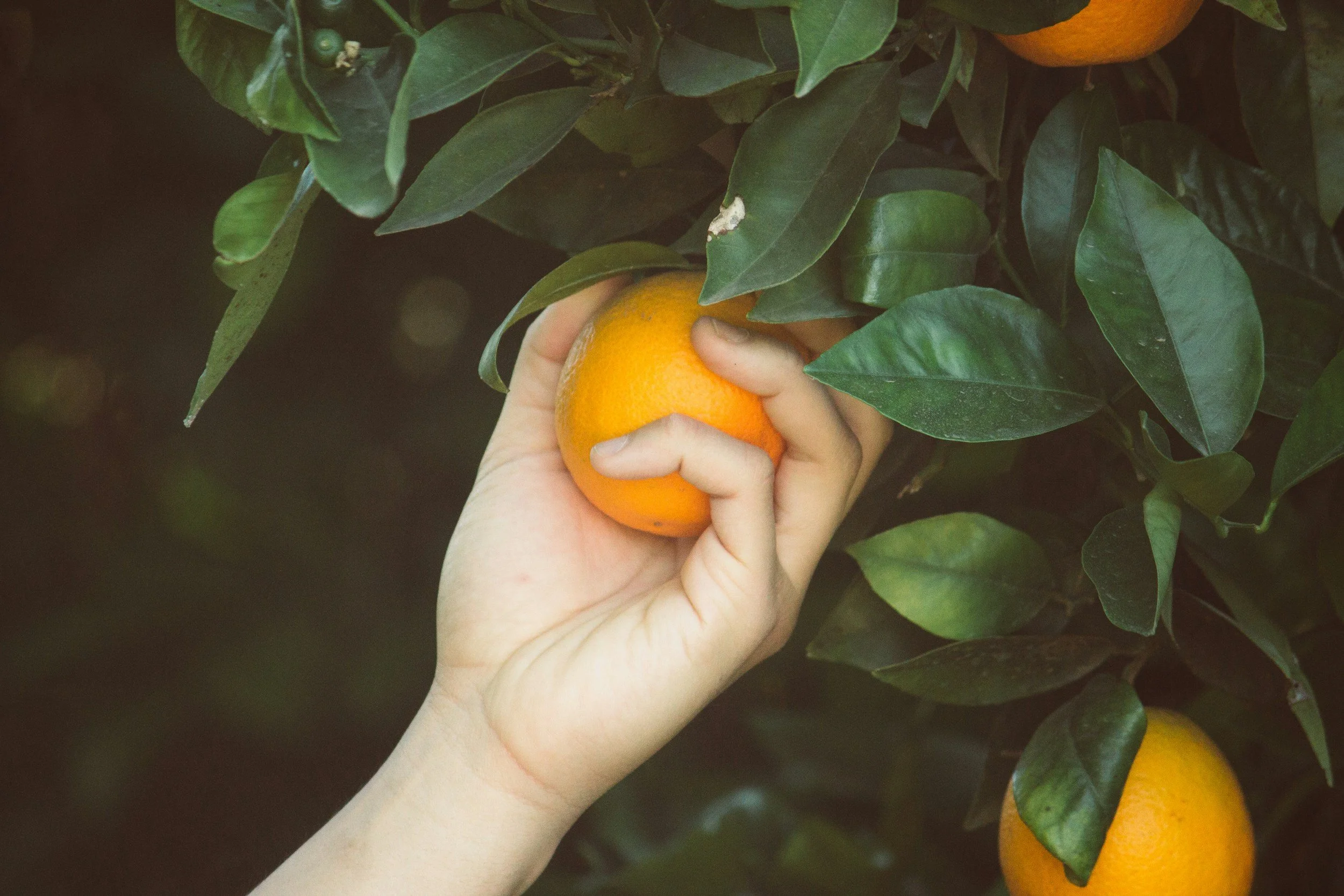 A person's hand reaching for an orange on an orange tree surrounded by green leaves.