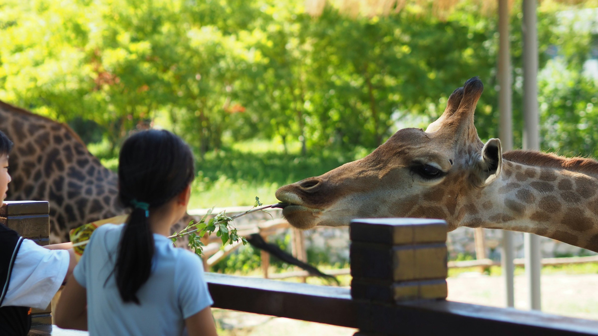 Potawatomi Zoo Outing