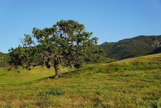 Oak trees and Conejo Valley hills in Thousand Oaks