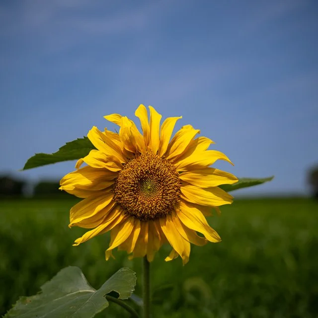 2024_07_21-Linda_&_Denny 33815-Edit.jpg