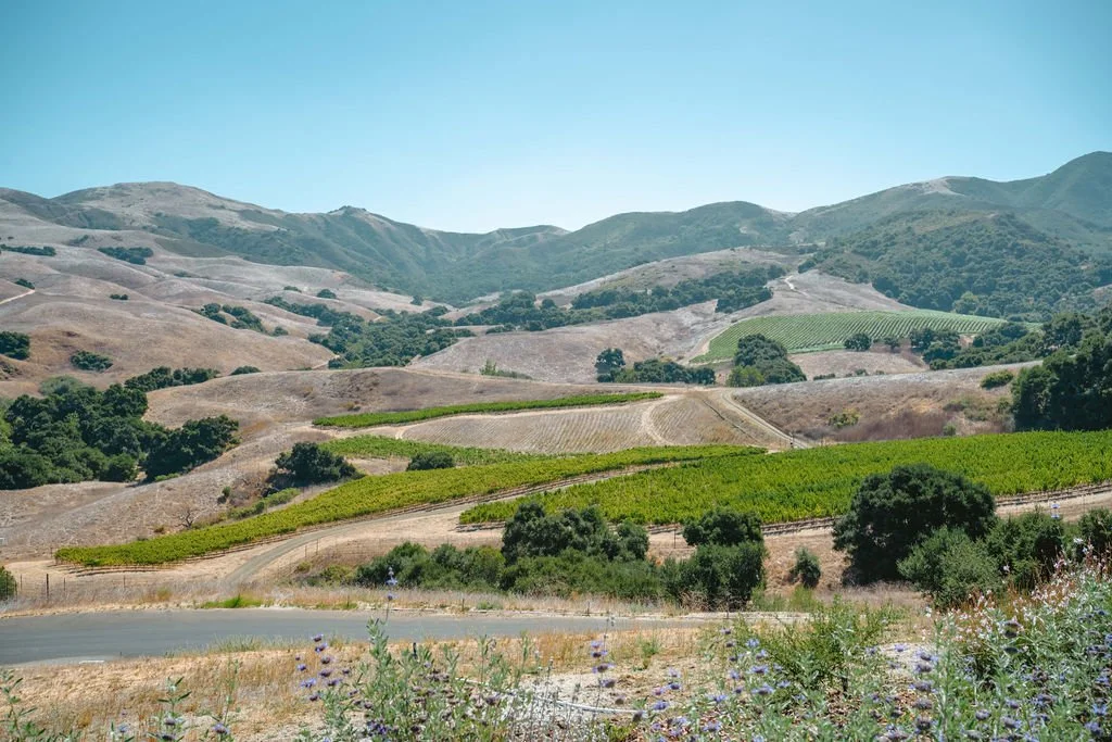 Explore the Heart of the Sta. Rita Hills: A Day at Alma Rosa’s Estate